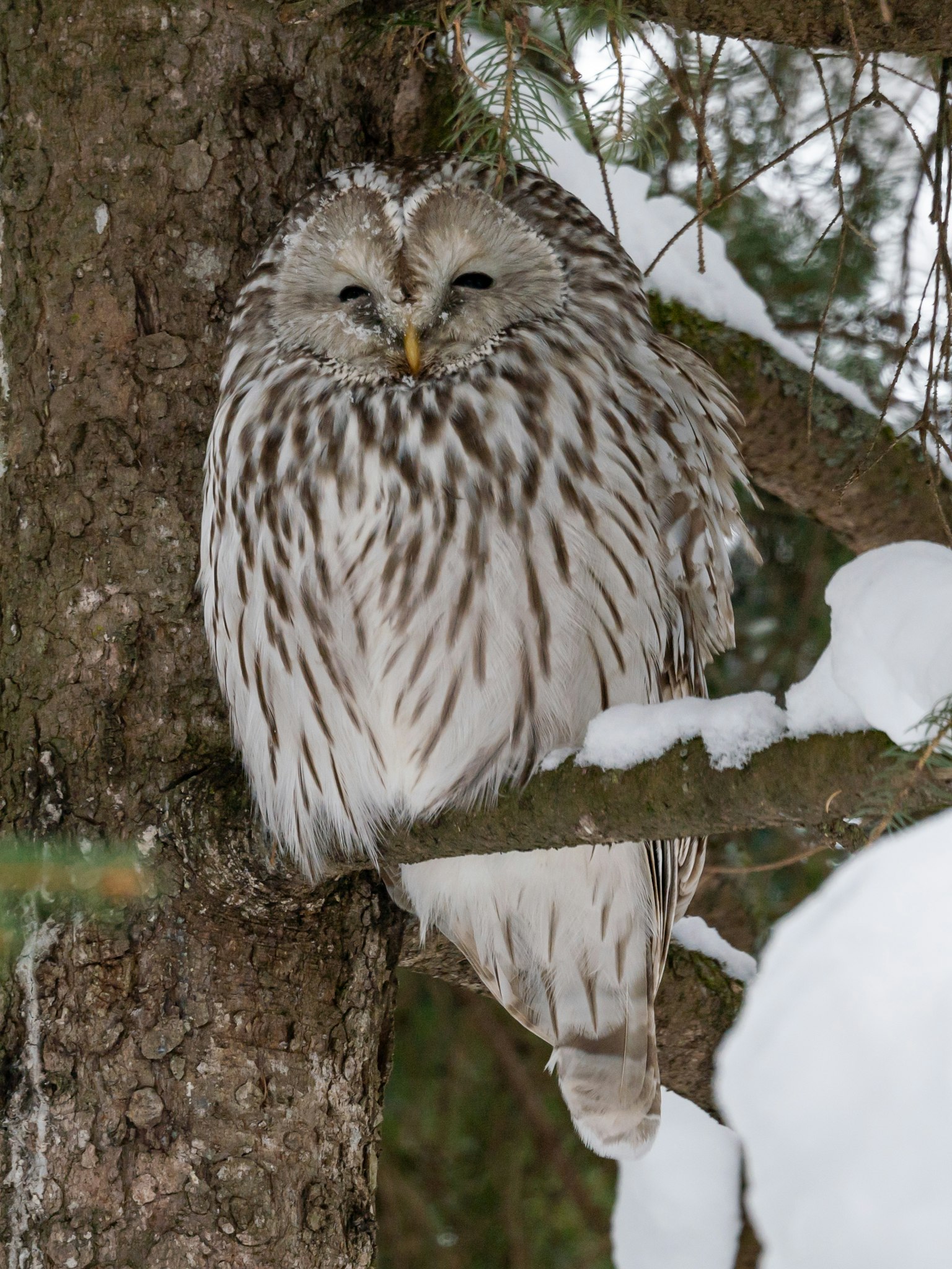 Un hibou de l'Oural perché sur un arbre couvert de neige