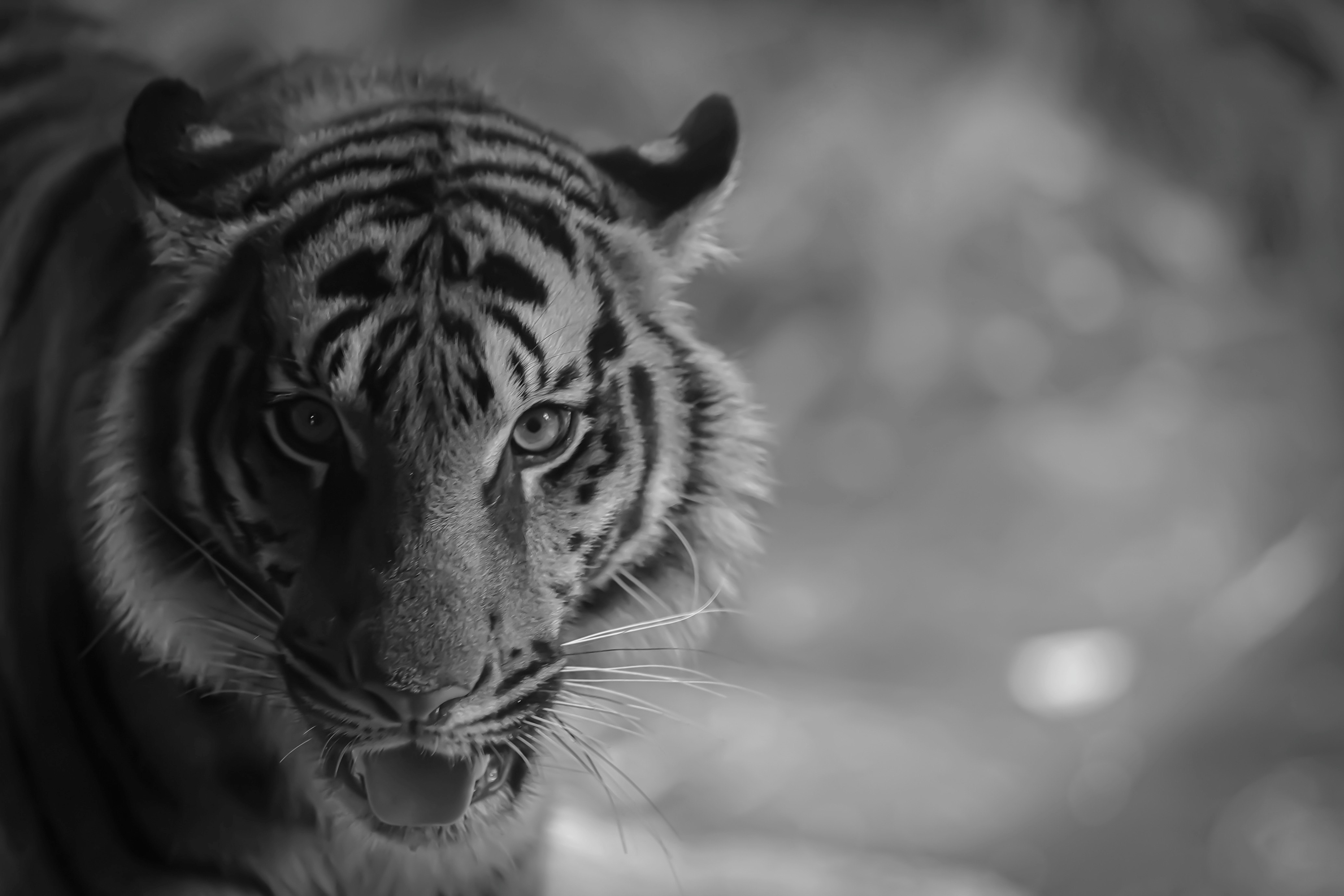 close-up hitam putih wajah harimau