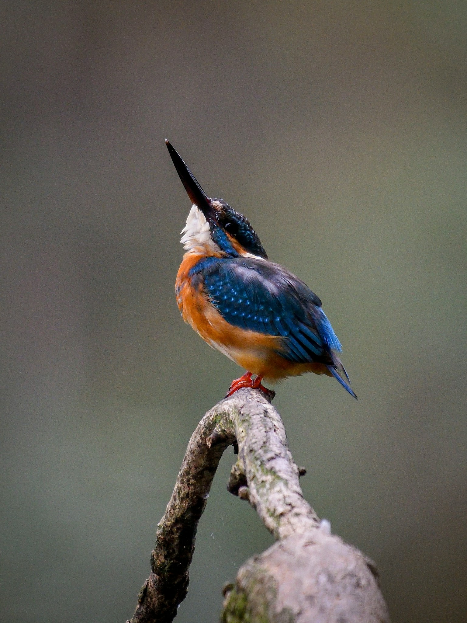 A kingfisher with vibrant blue and orange feathers perched on a branch