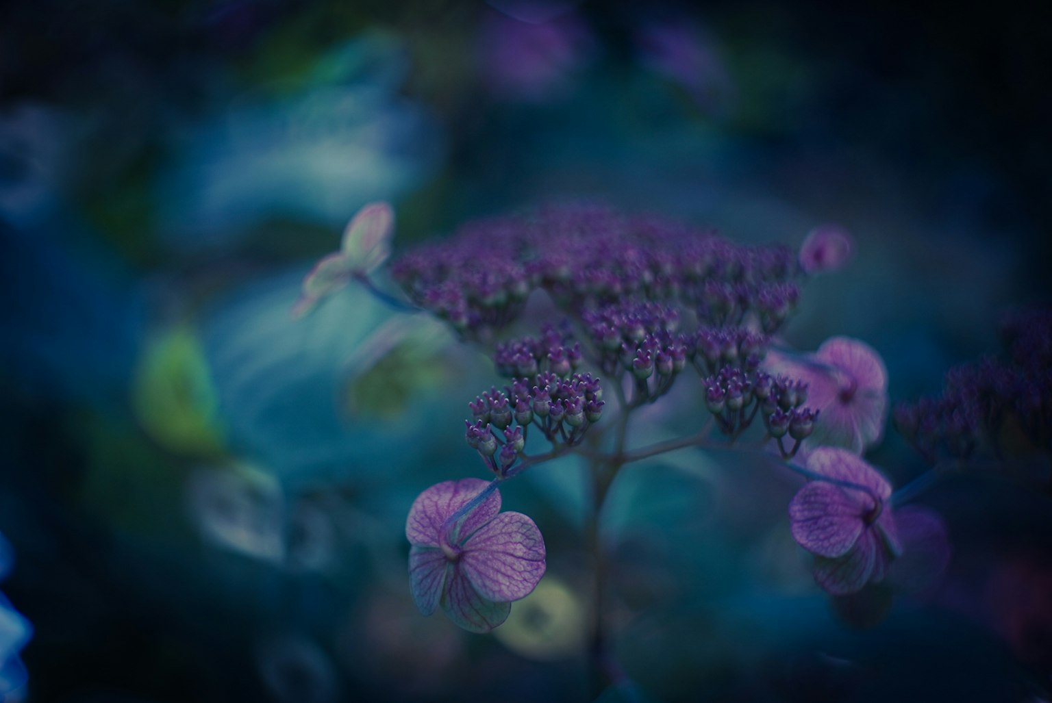 Foto sfocata di fiori viola con sfondo blu