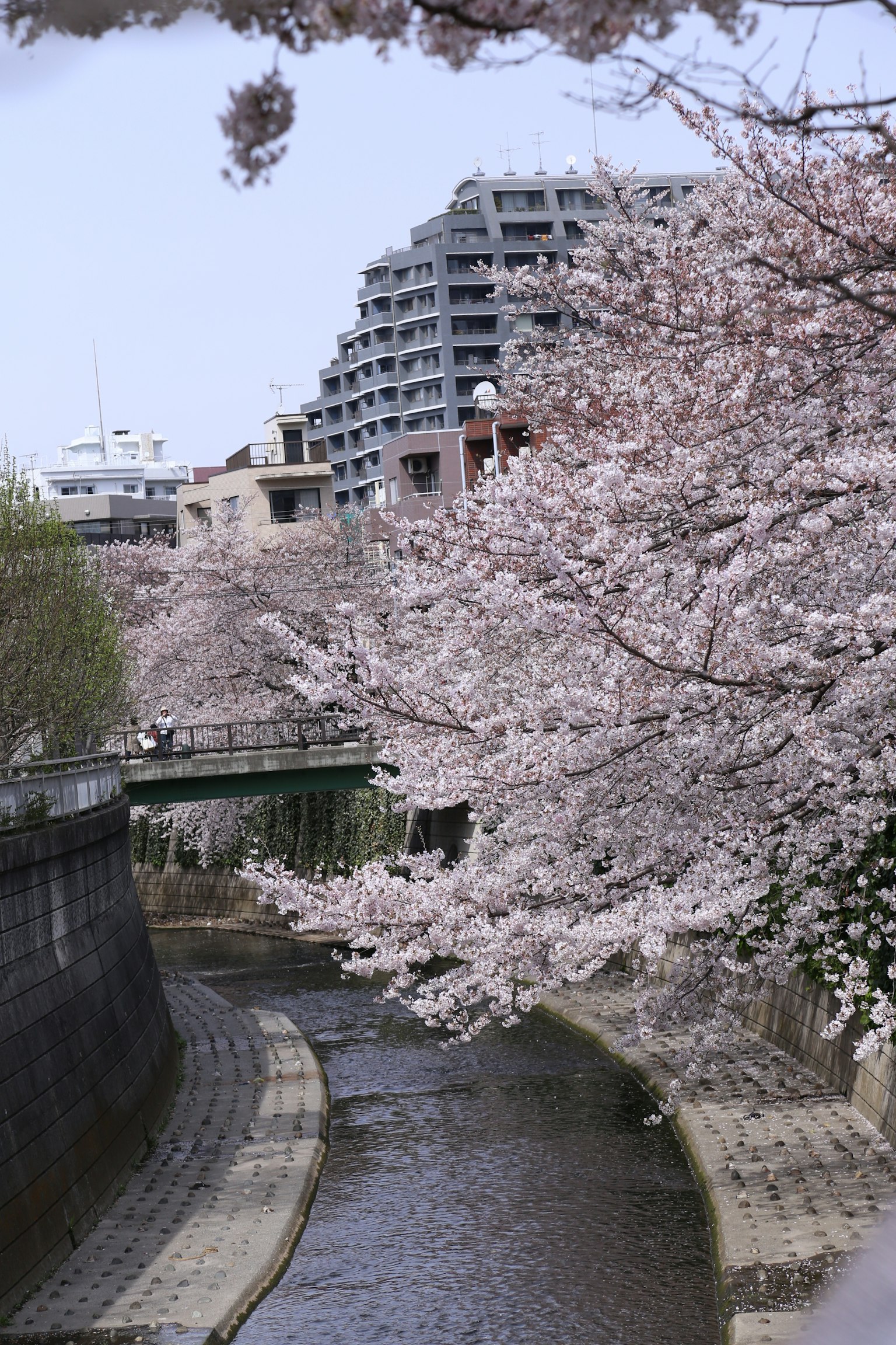 Scenic view of cherry blossoms along a river with buildings in the background