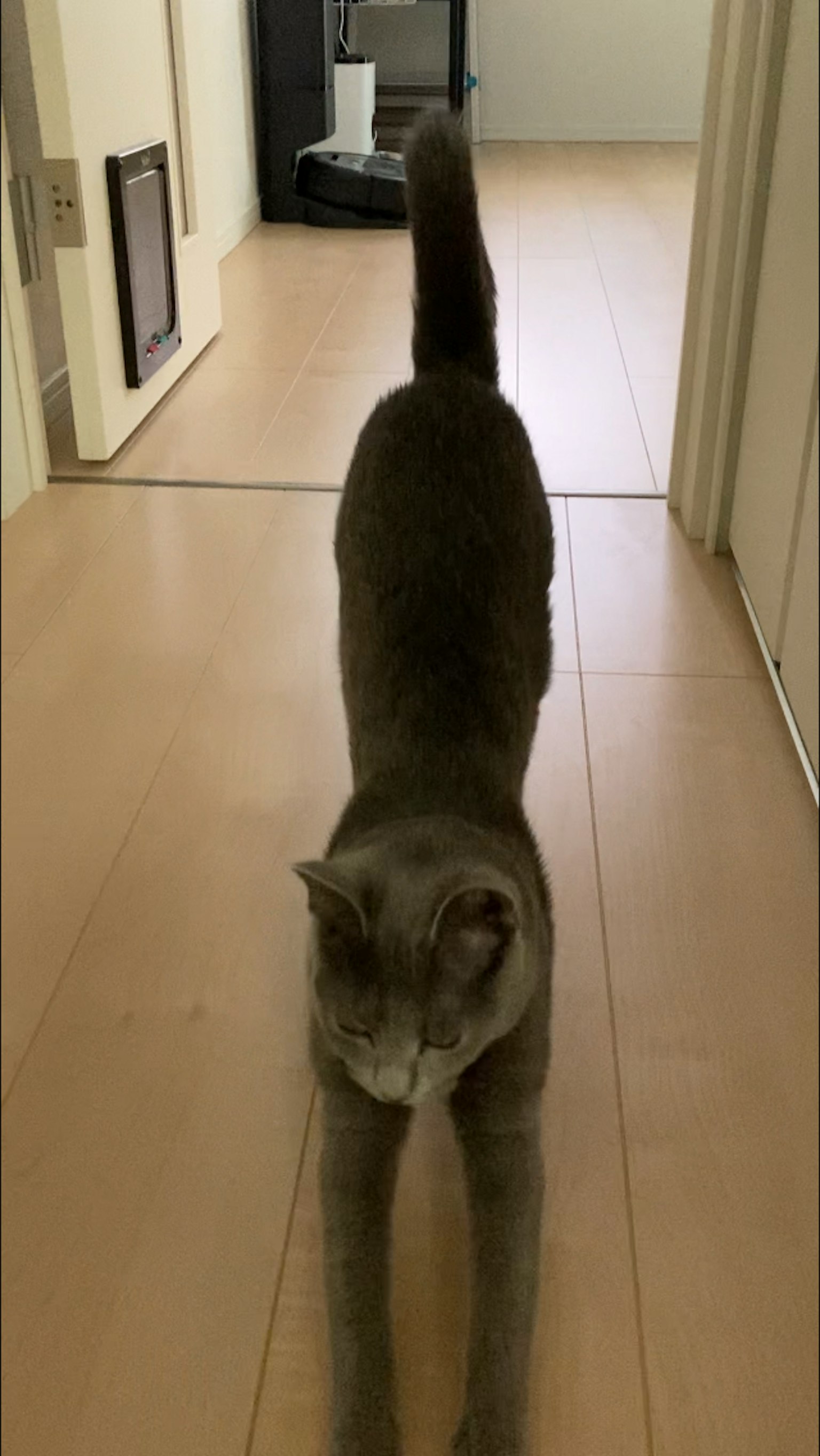 복도를 걷고 있는 회색 고양이 스트레칭