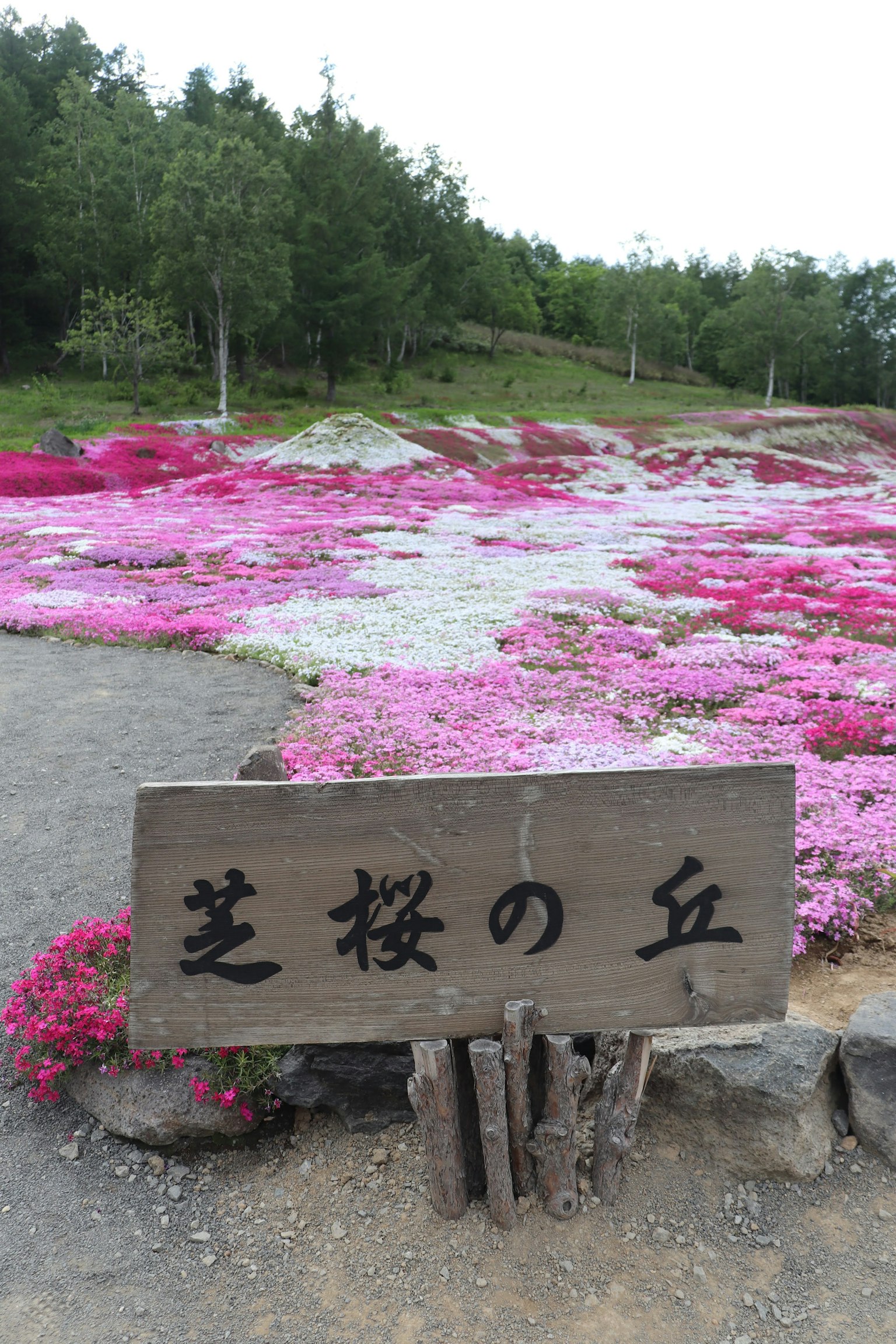 Schild für Shibazakura-Hügel mit lebhaften rosa Moos-Phlox-Blumen