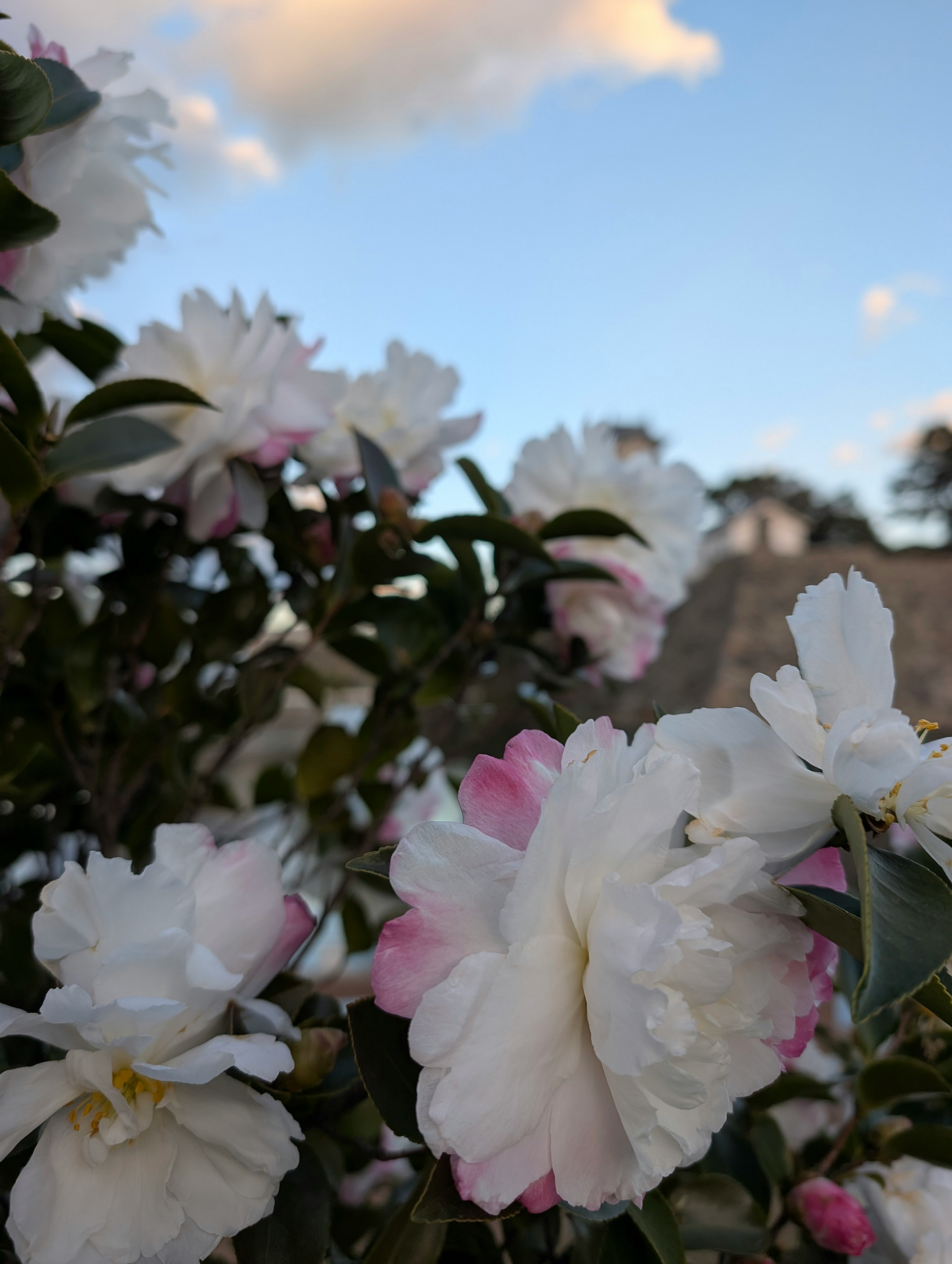 bunga peony putih dan pink mekar di taman