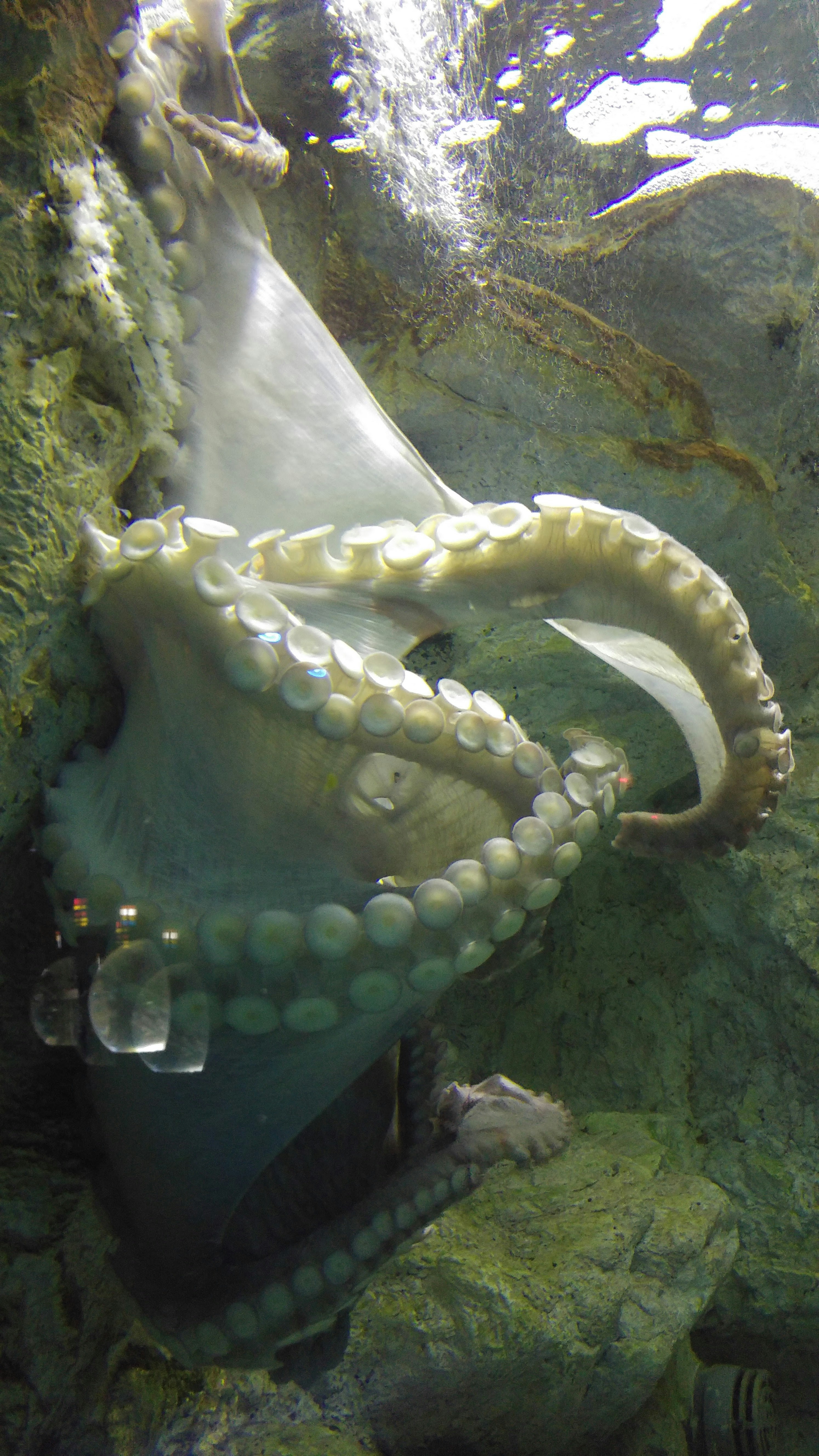 underwater view of a giant octopus tentacle