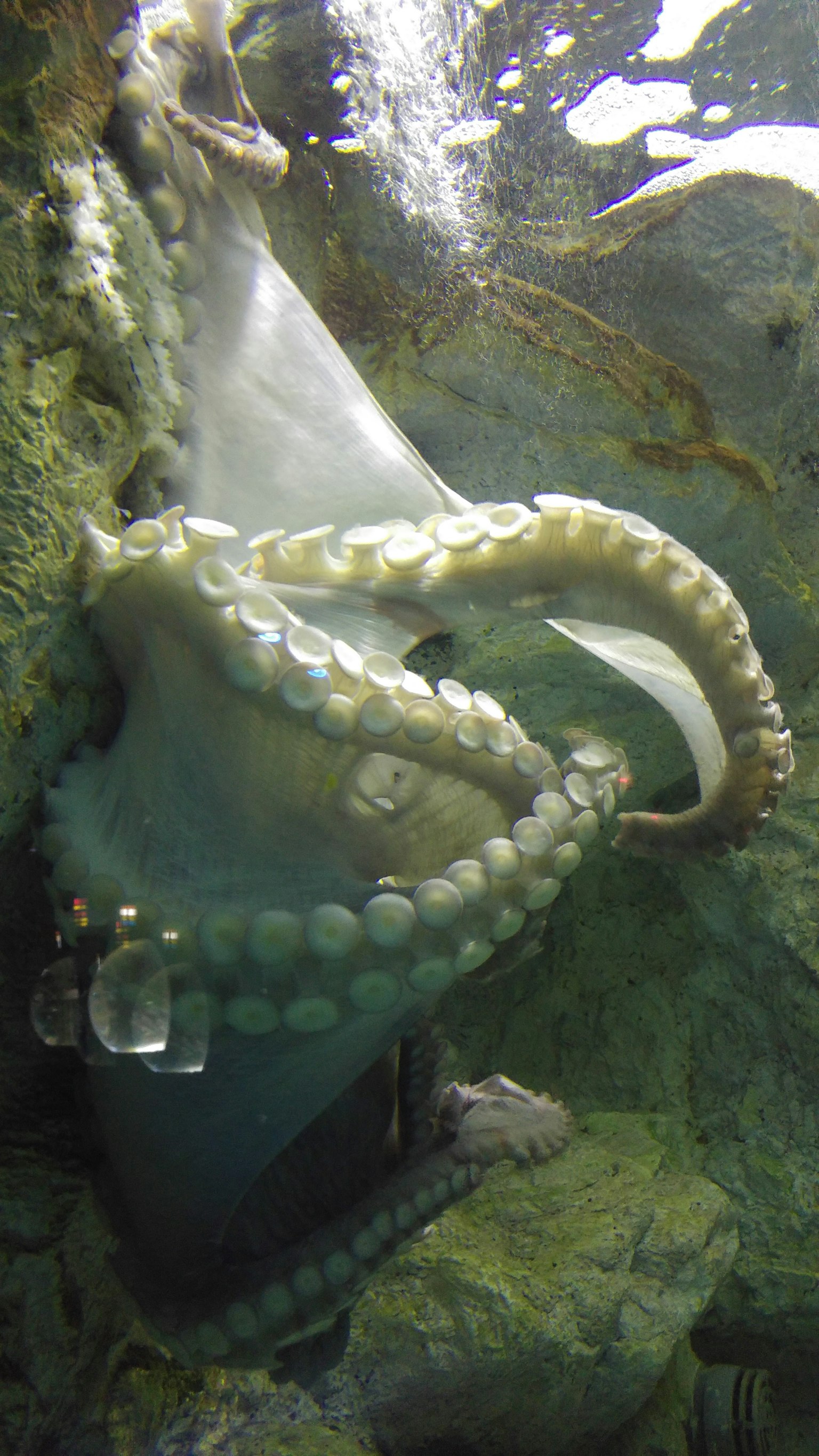 Un pulpo nadando bajo el agua mostrando sus tentáculos y características únicas