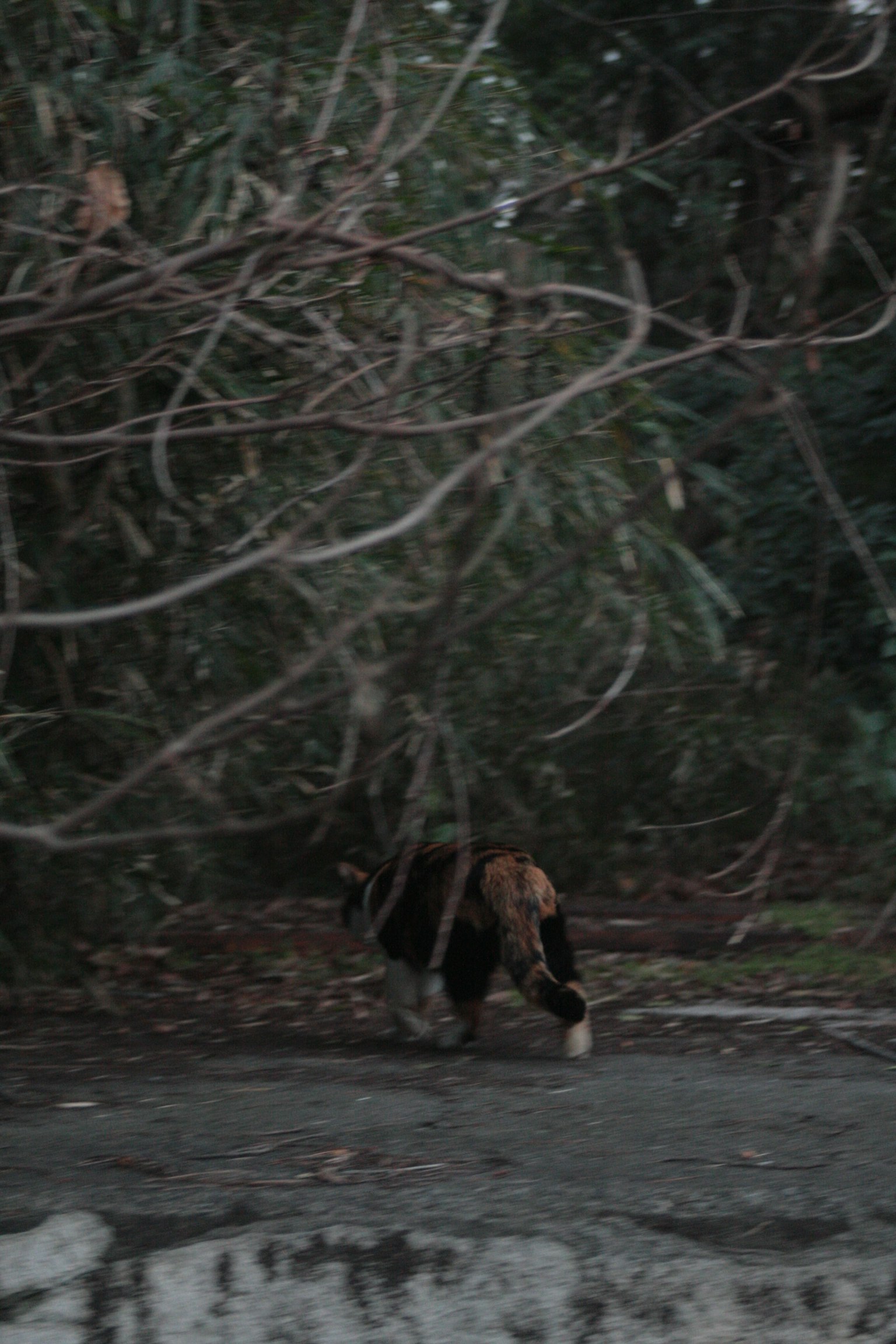 Un chien marchant à travers un feuillage dense