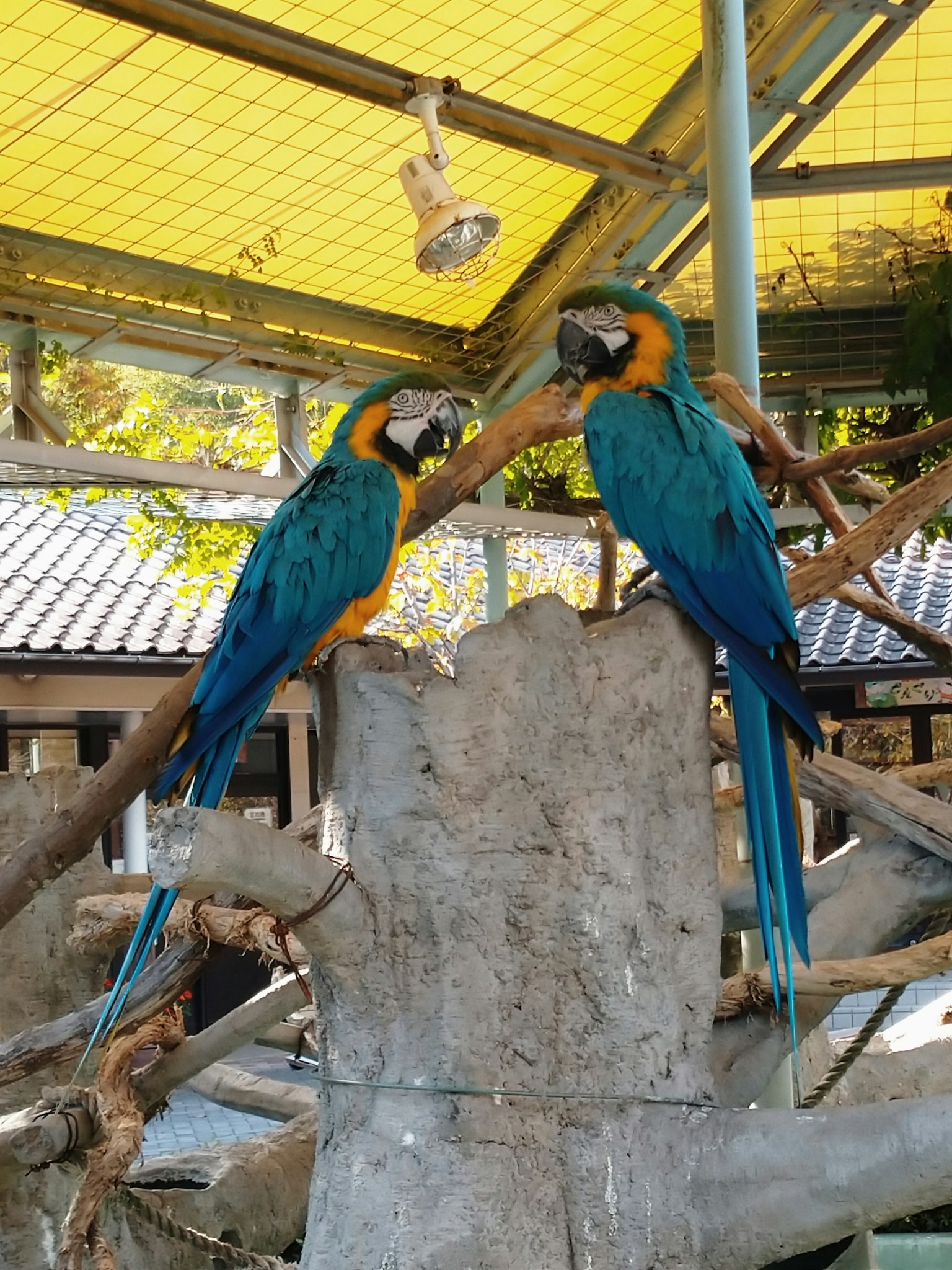 Two blue and yellow macaws interacting on a tree stump