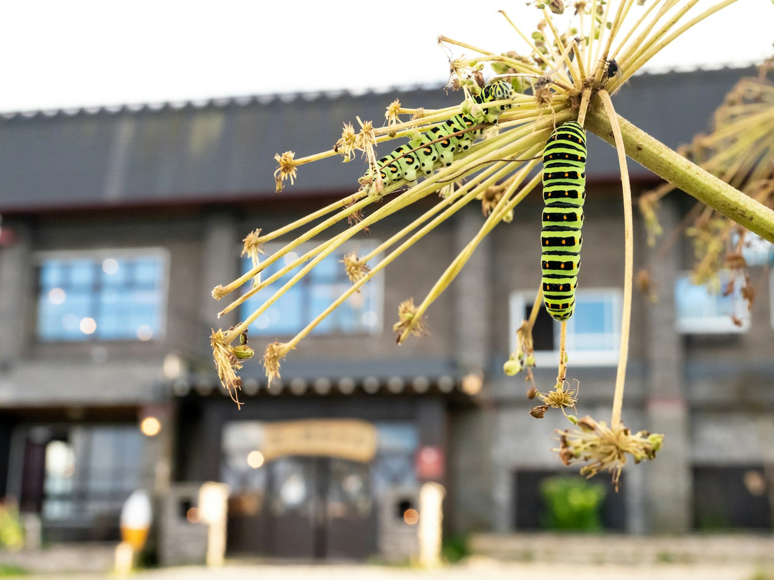 Green caterpillar on dried plant with an old building in the background