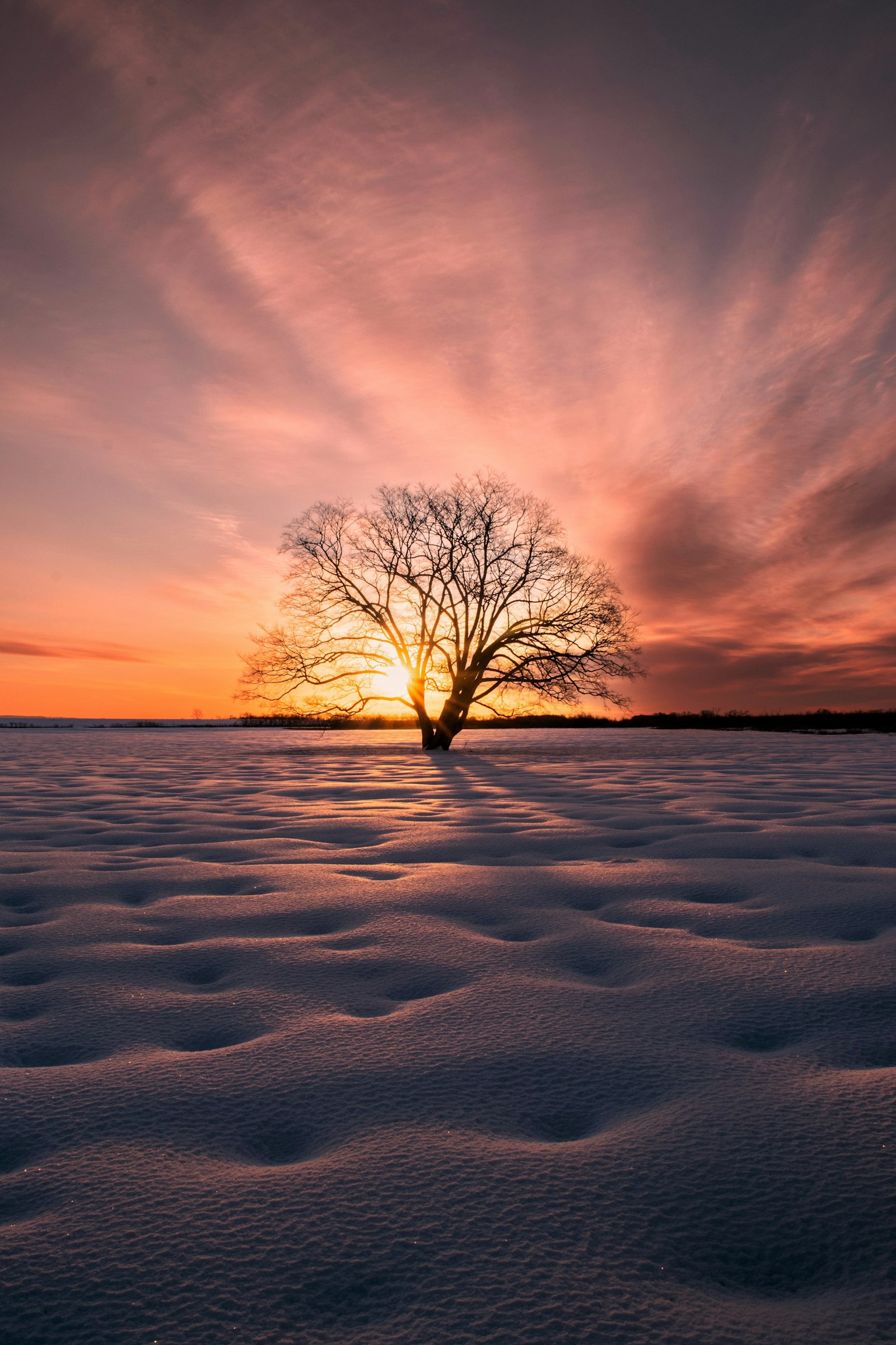 A solitary tree in a snow-covered plain against a vibrant sunset sky
