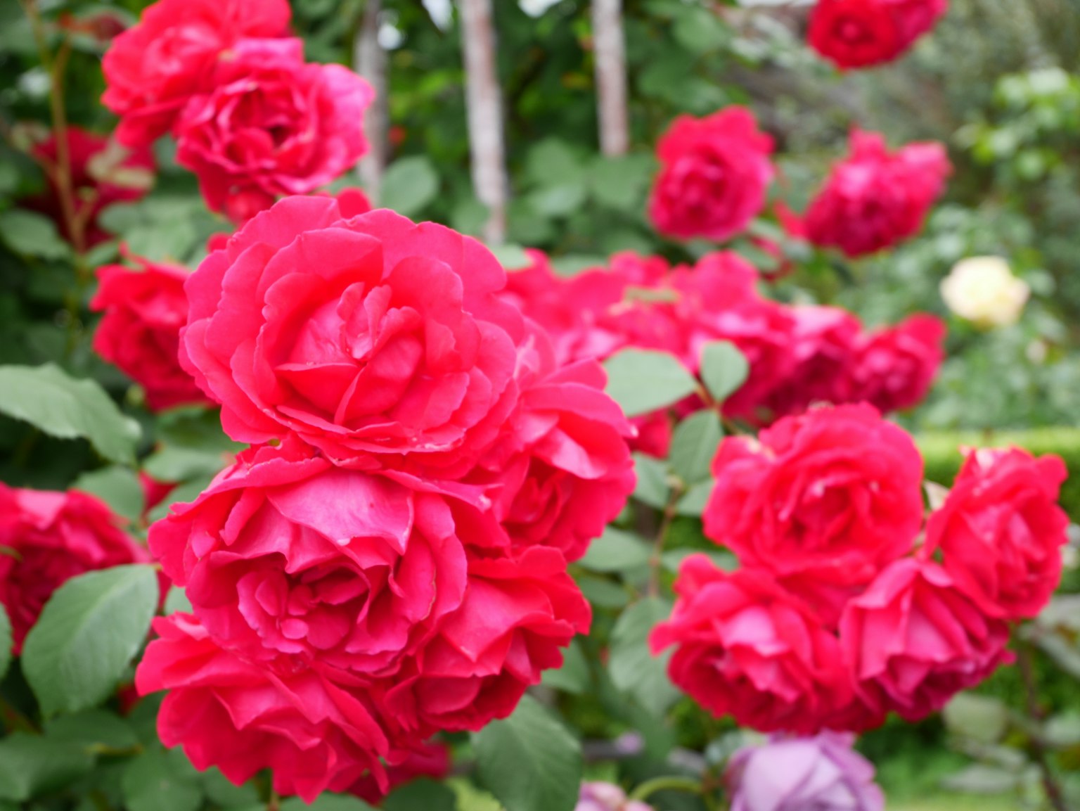 Rose rosse vibranti che fioriscono in un giardino lussureggiante