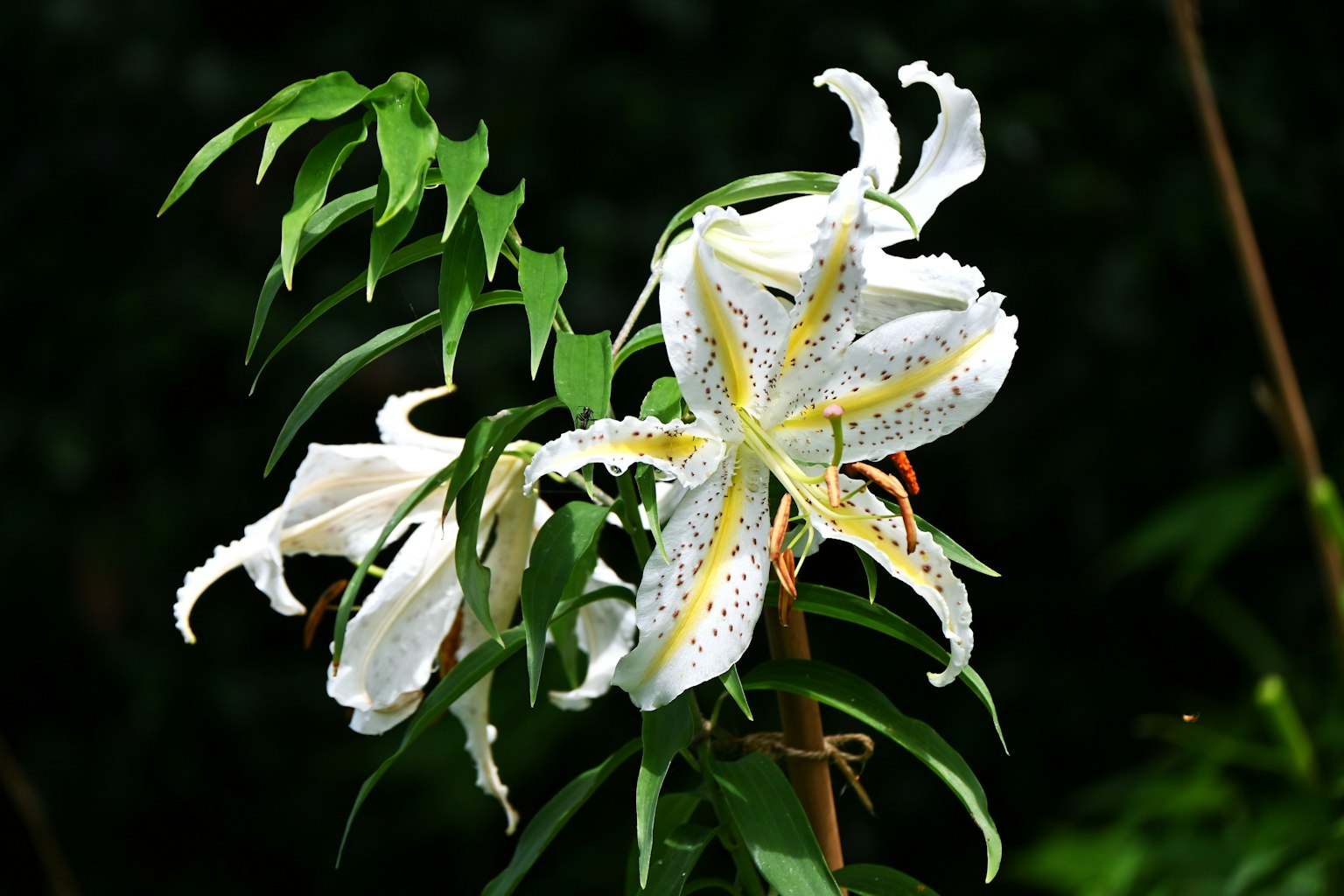 白色百合花被绿色叶子环绕