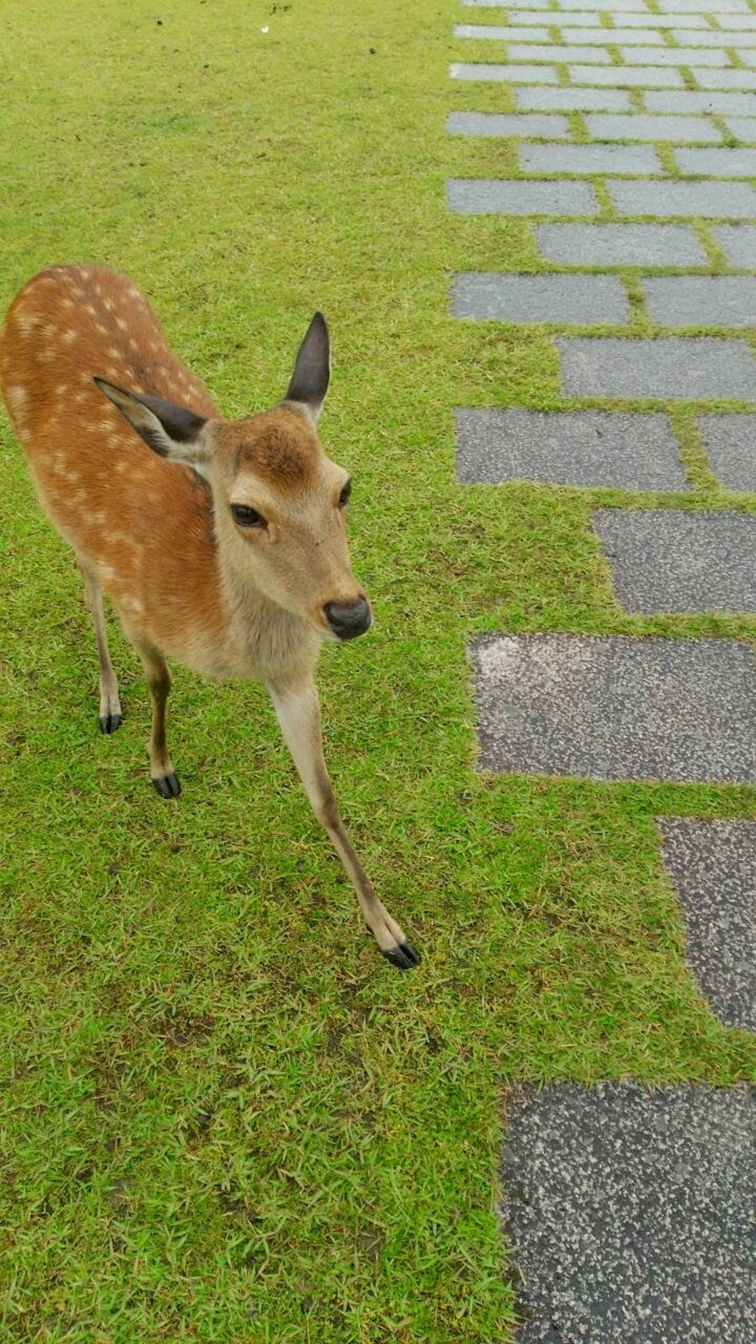 Un piccolo cervo che cammina su erba verde con un sentiero di pietra