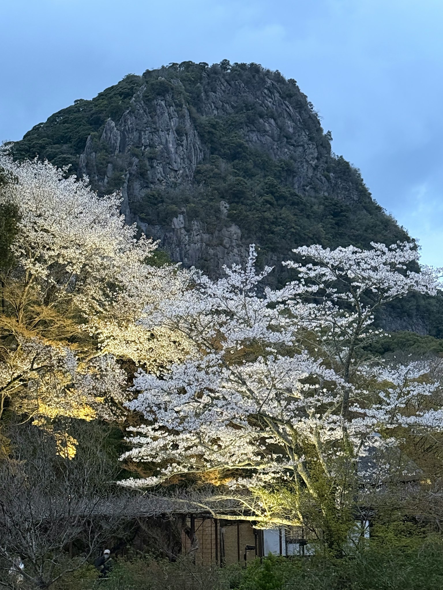 夜间照亮的樱花与山的美丽景色