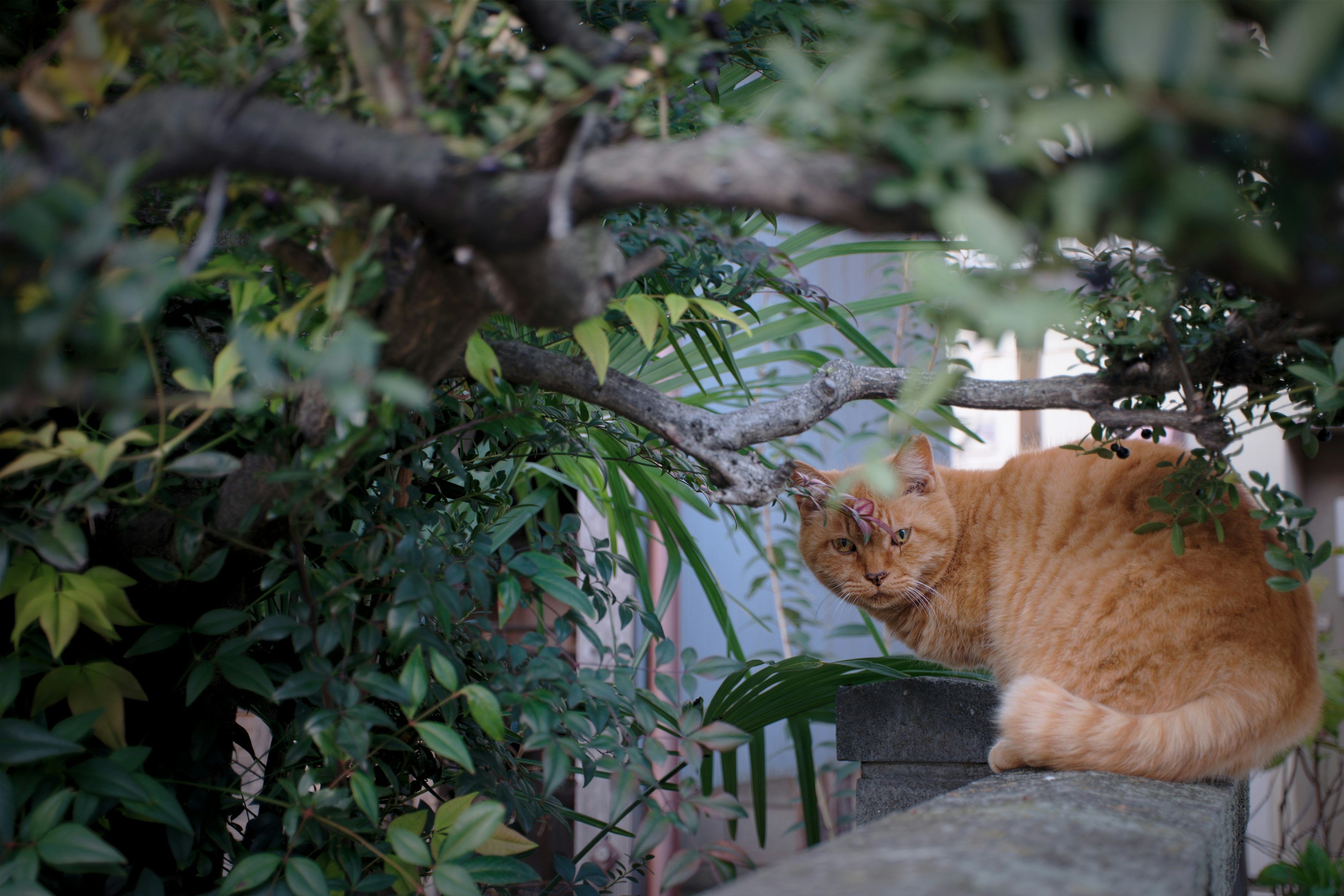 木の枝の間で身を隠す茶トラの野良猫