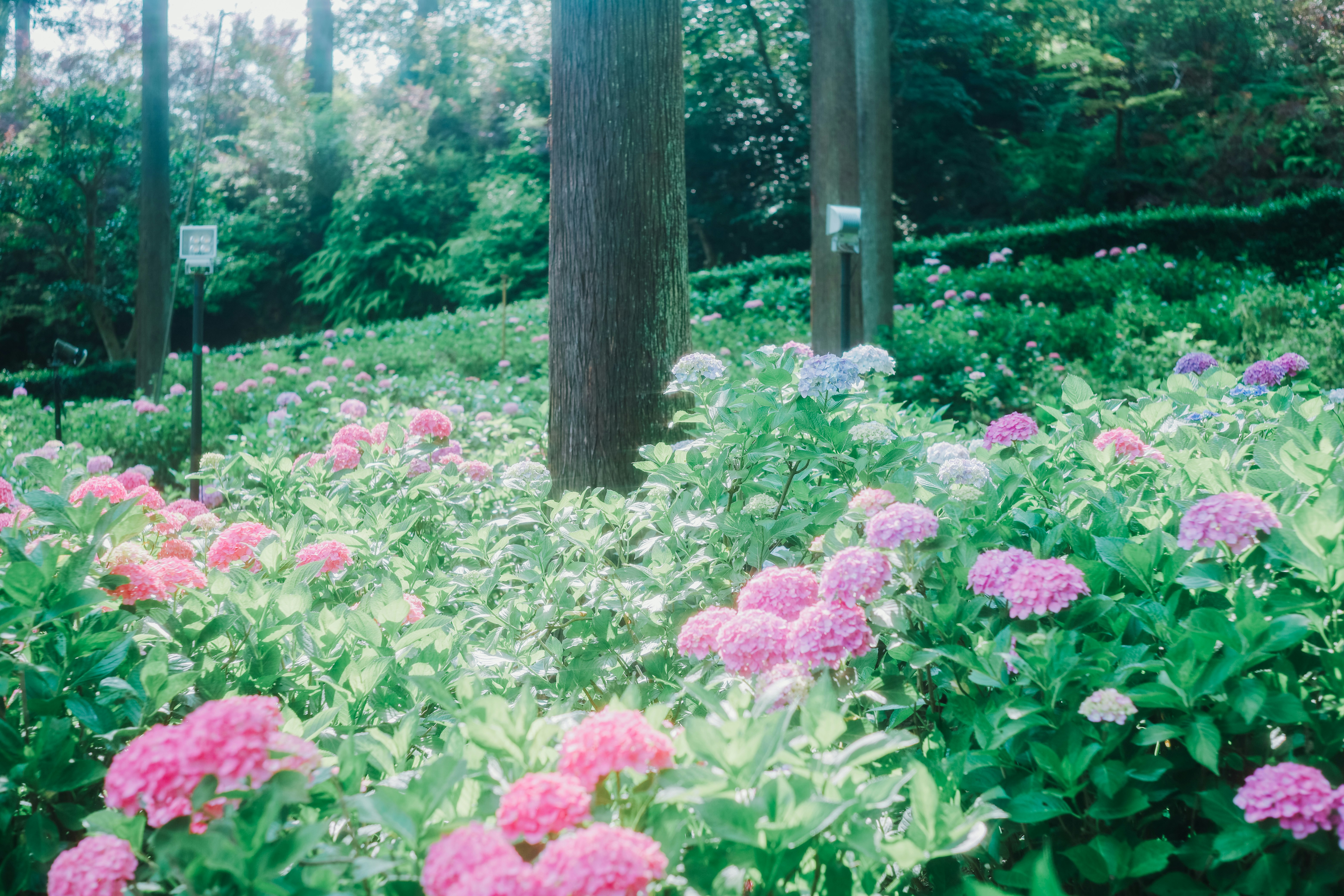 公園の花壇に咲くピンクのアジサイの群生