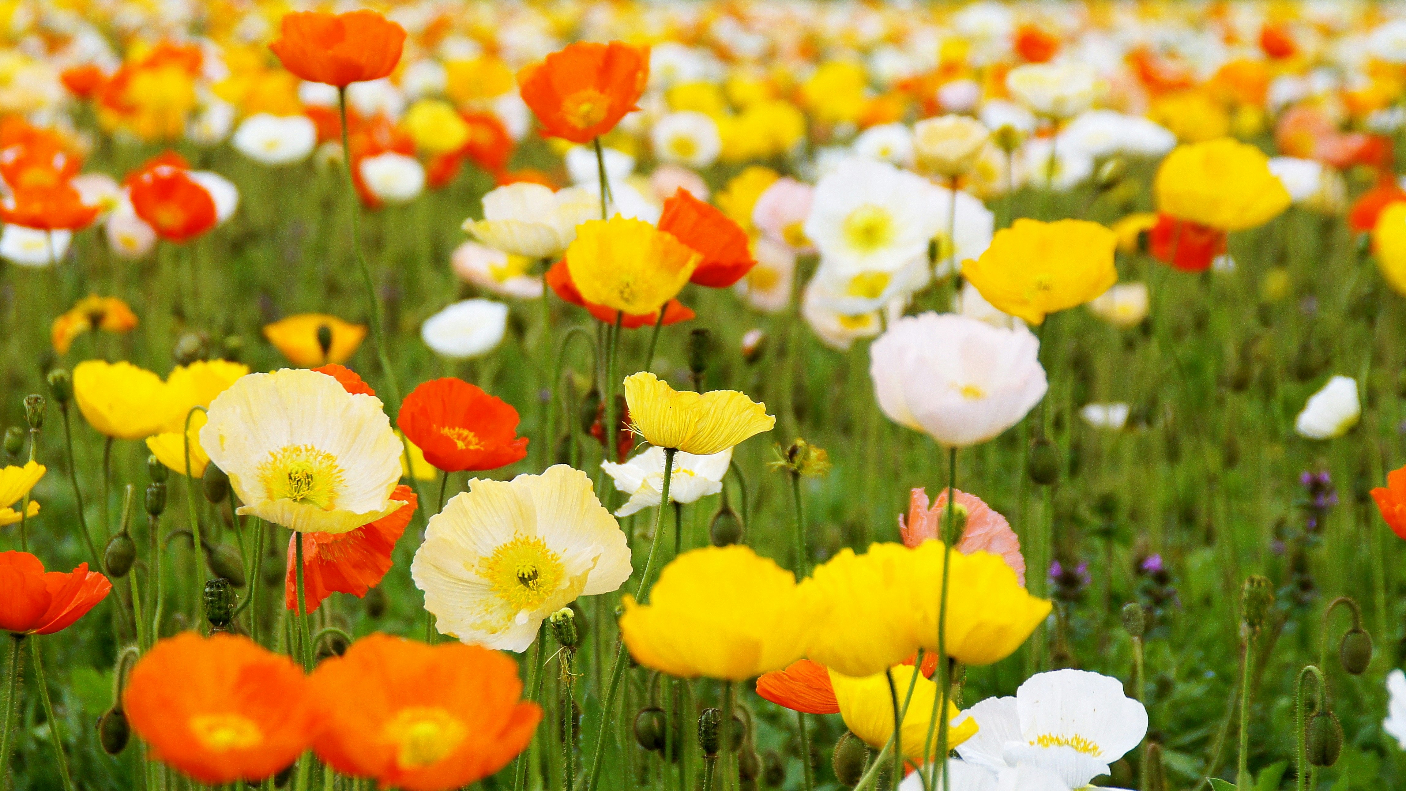 色とりどりの花が咲く草地の花畑