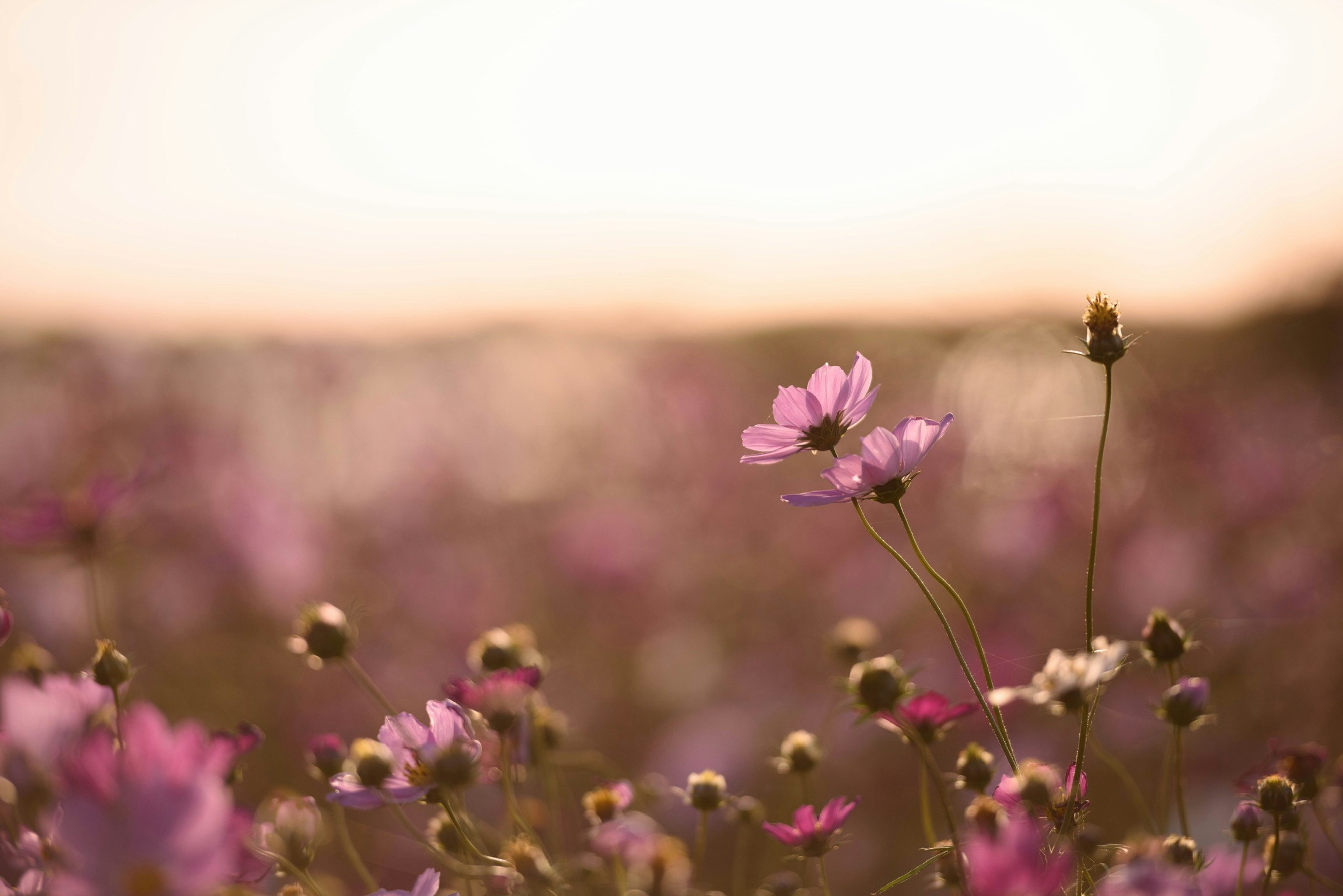 秋桜（コスモス）が咲く花畑の夕景のぼけ