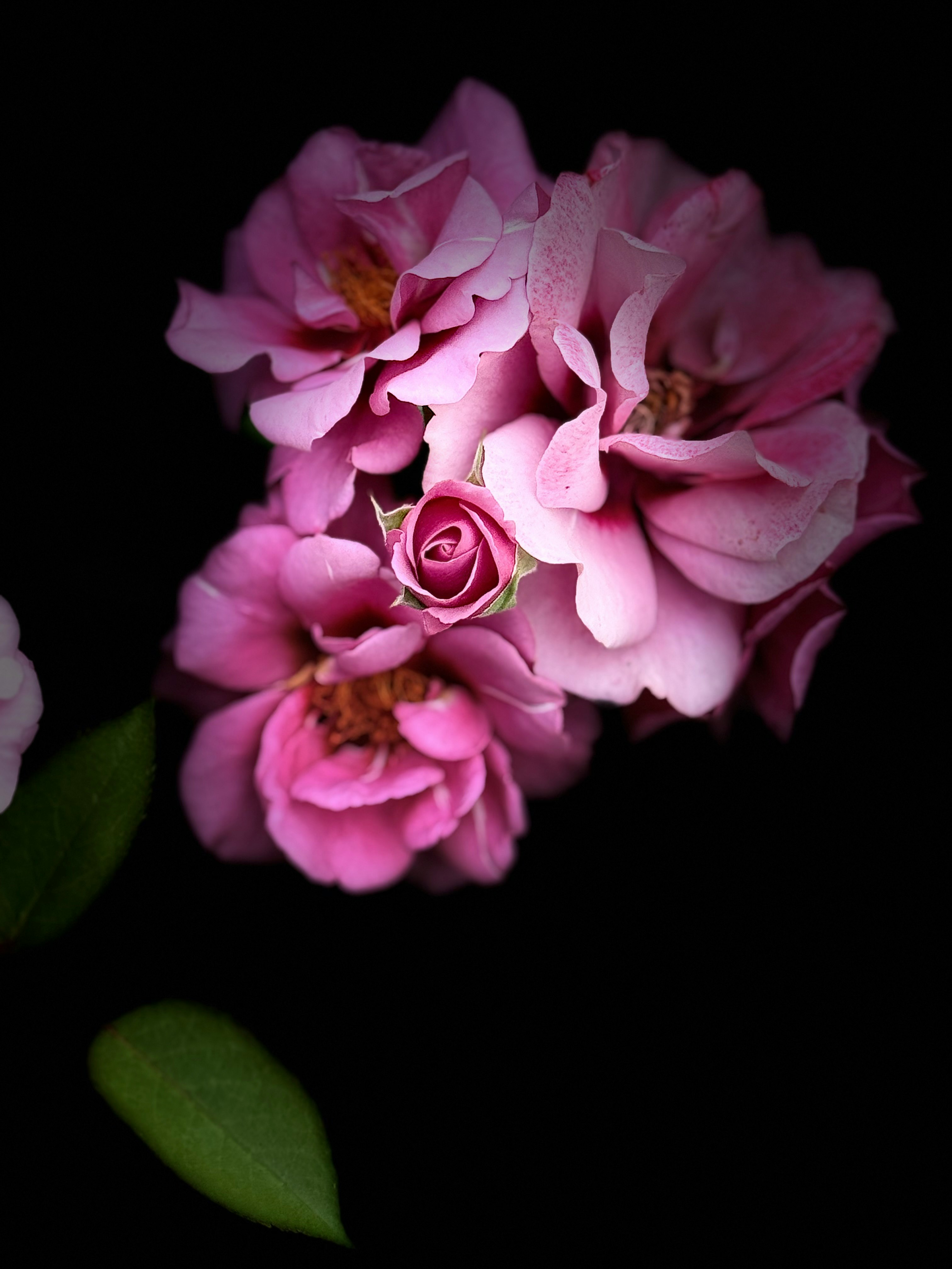 黒背景に浮かぶピンクのバラの花束
