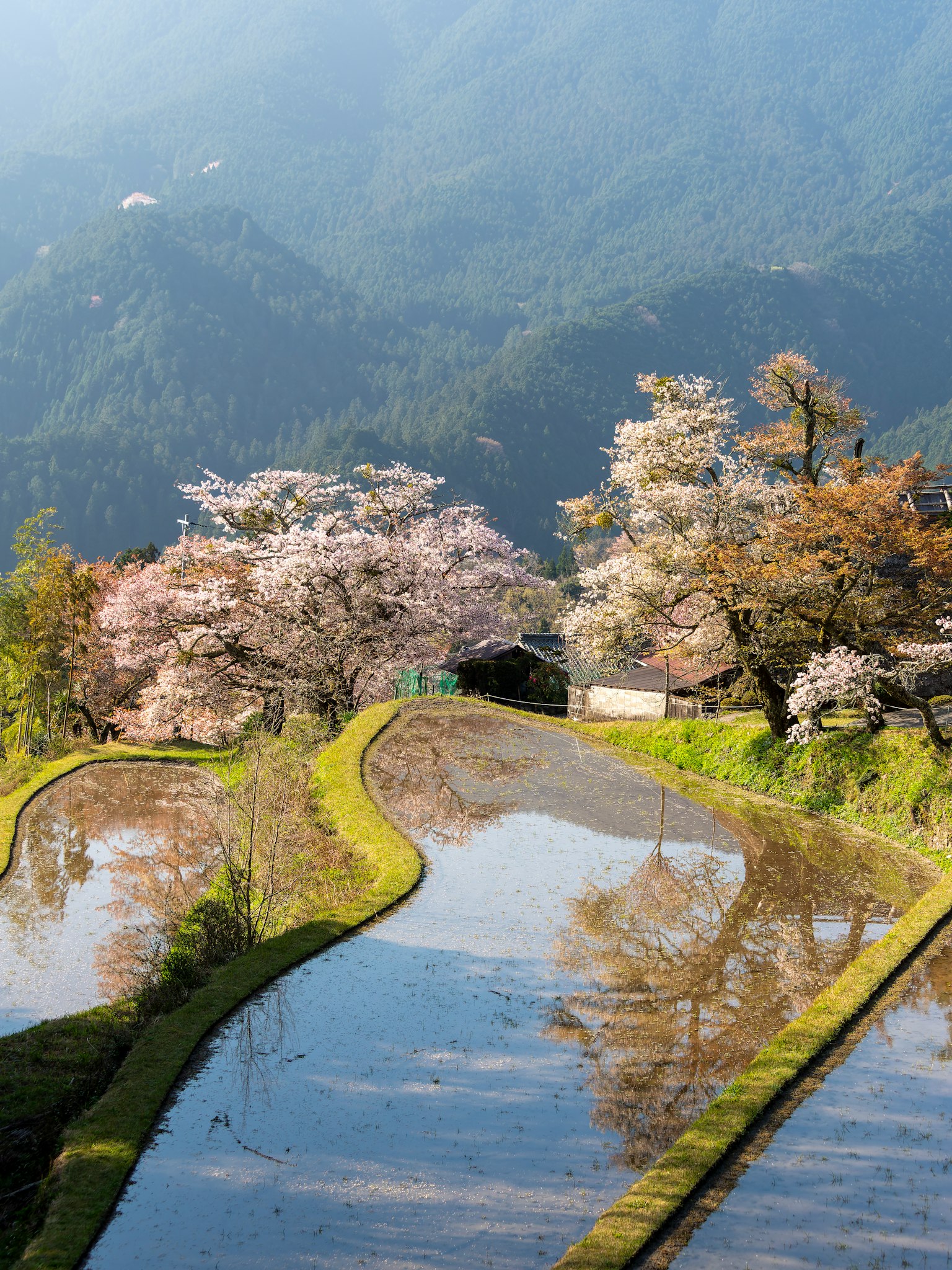 Scenic view of cherry blossom trees surrounding rice paddies