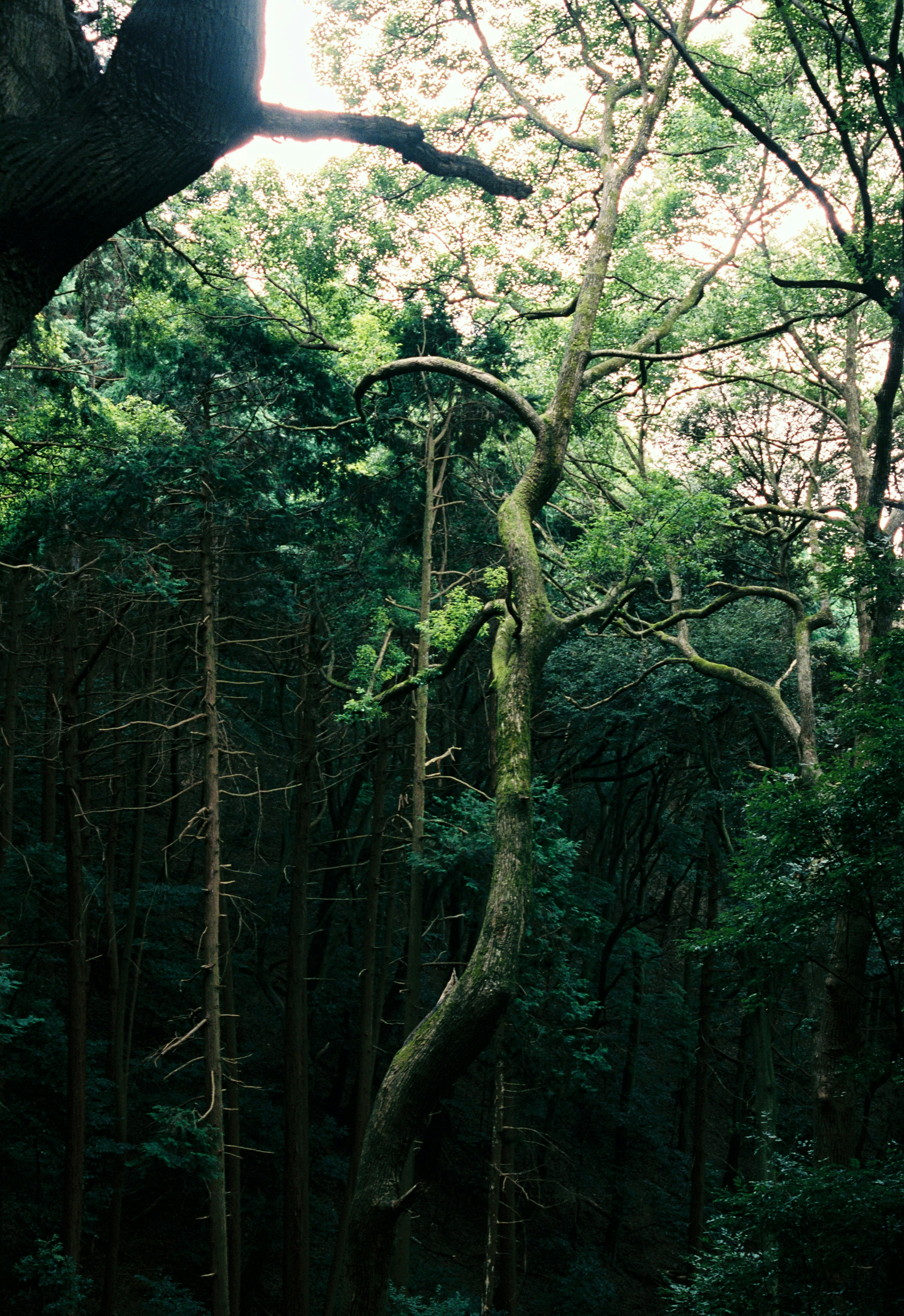 木々の間に伸びるねじれた大樹の森の風景