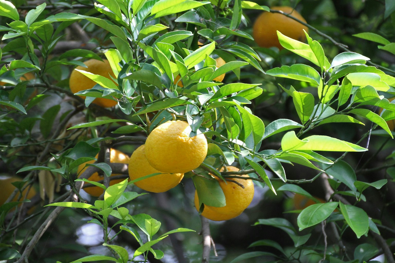 Frutti arancioni appesi a un albero con foglie verdi