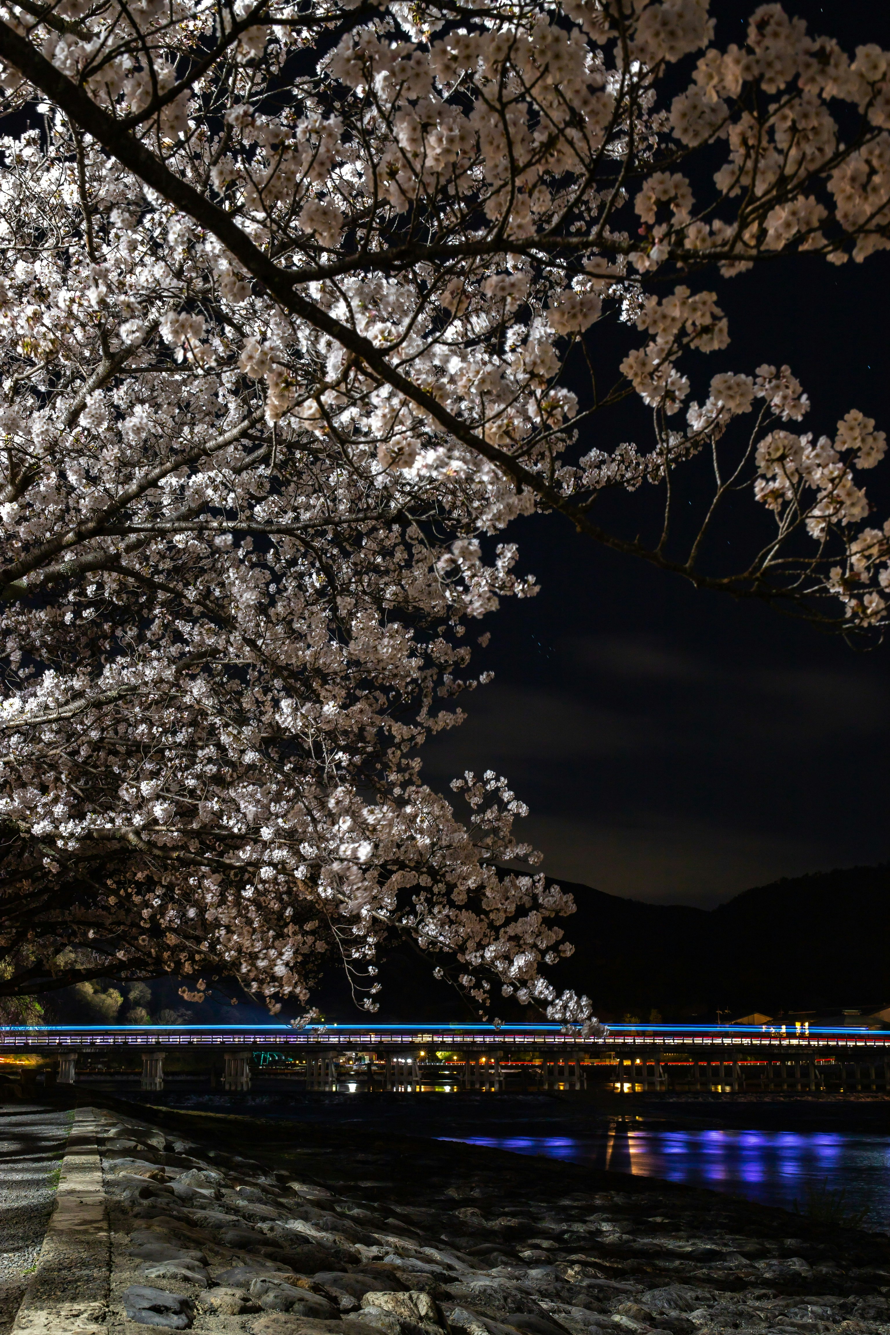 夜の嵐山の桜並木と川面の灯り