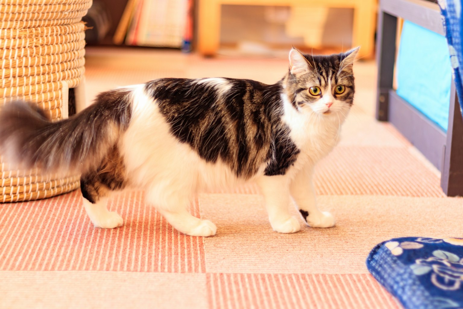 Un gato con pelaje blanco y negro caminando en una habitación
