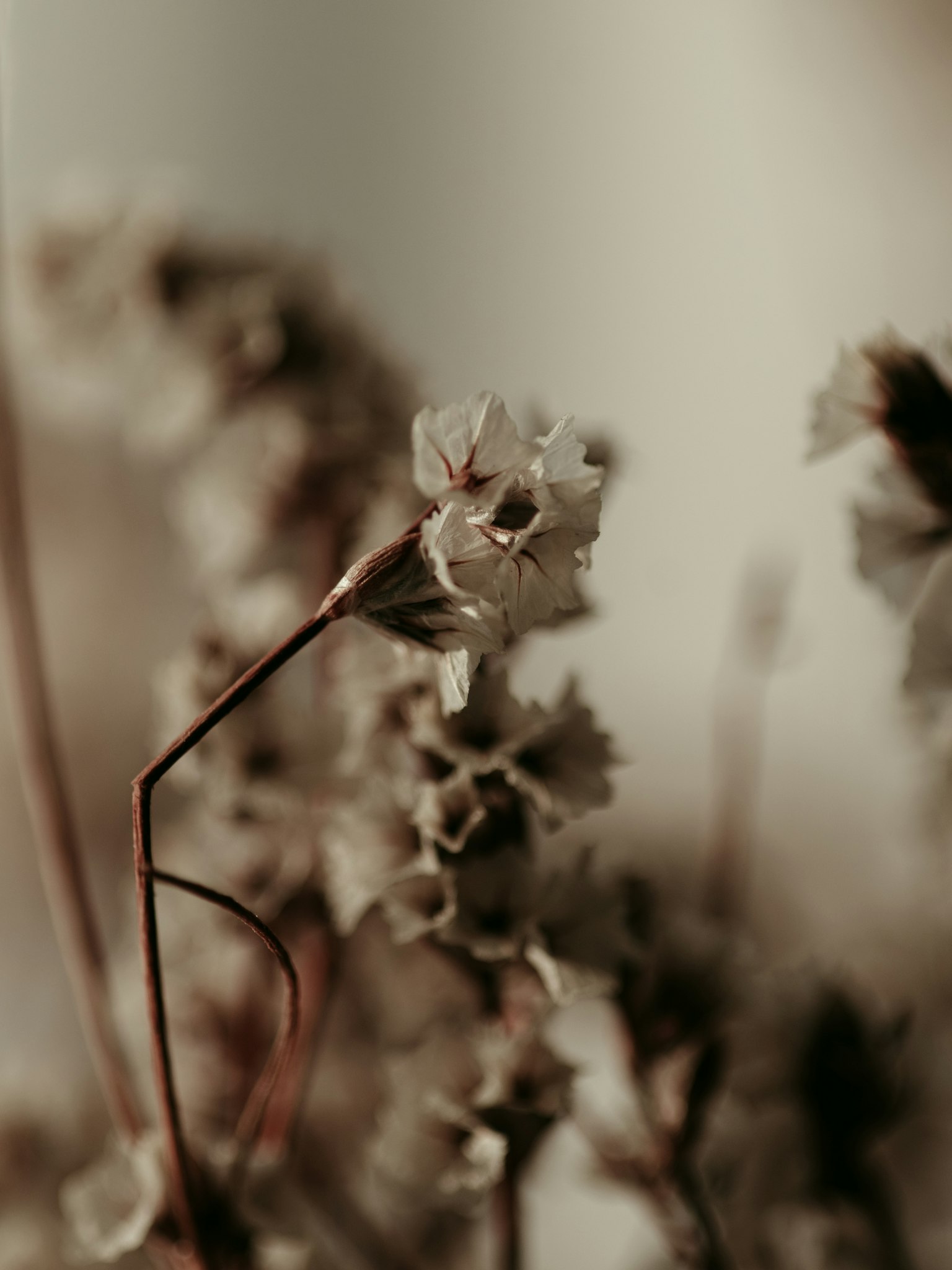 부드러운 배경의 섬세한 꽃 클로즈업