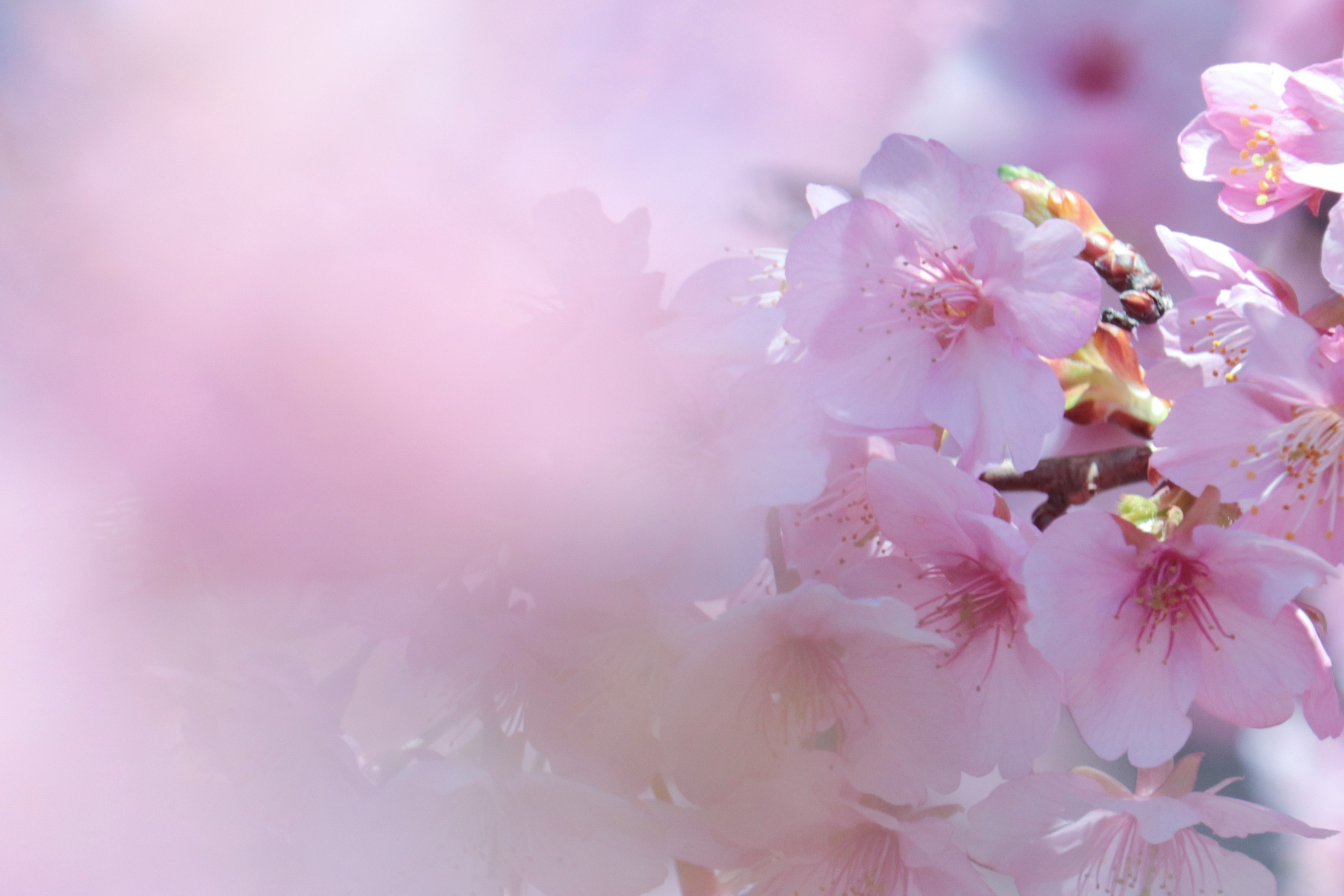 河津桜の淡いピンクの花が咲く春の花景色