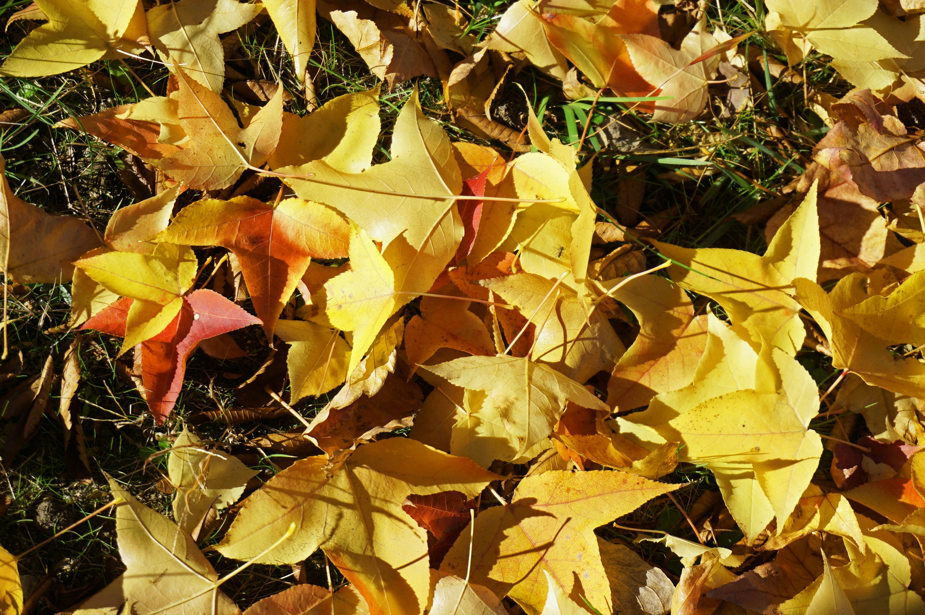 close-up of fallen autumn leaves on the ground