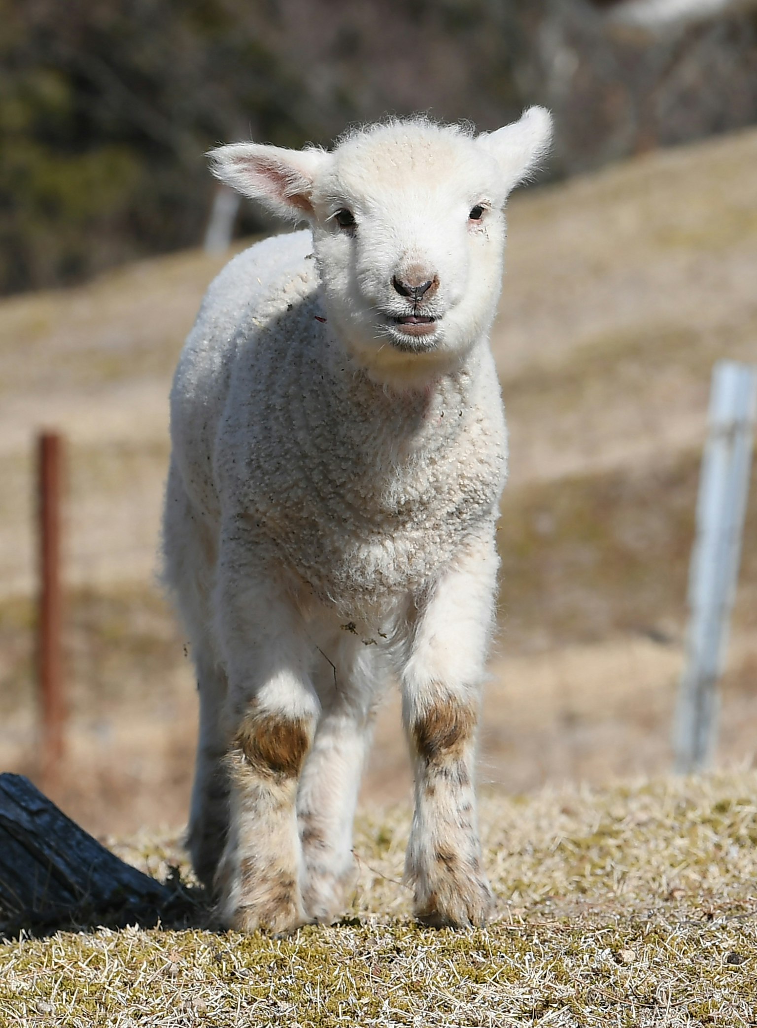 Un agneau mignon jouant dans un champ herbeux