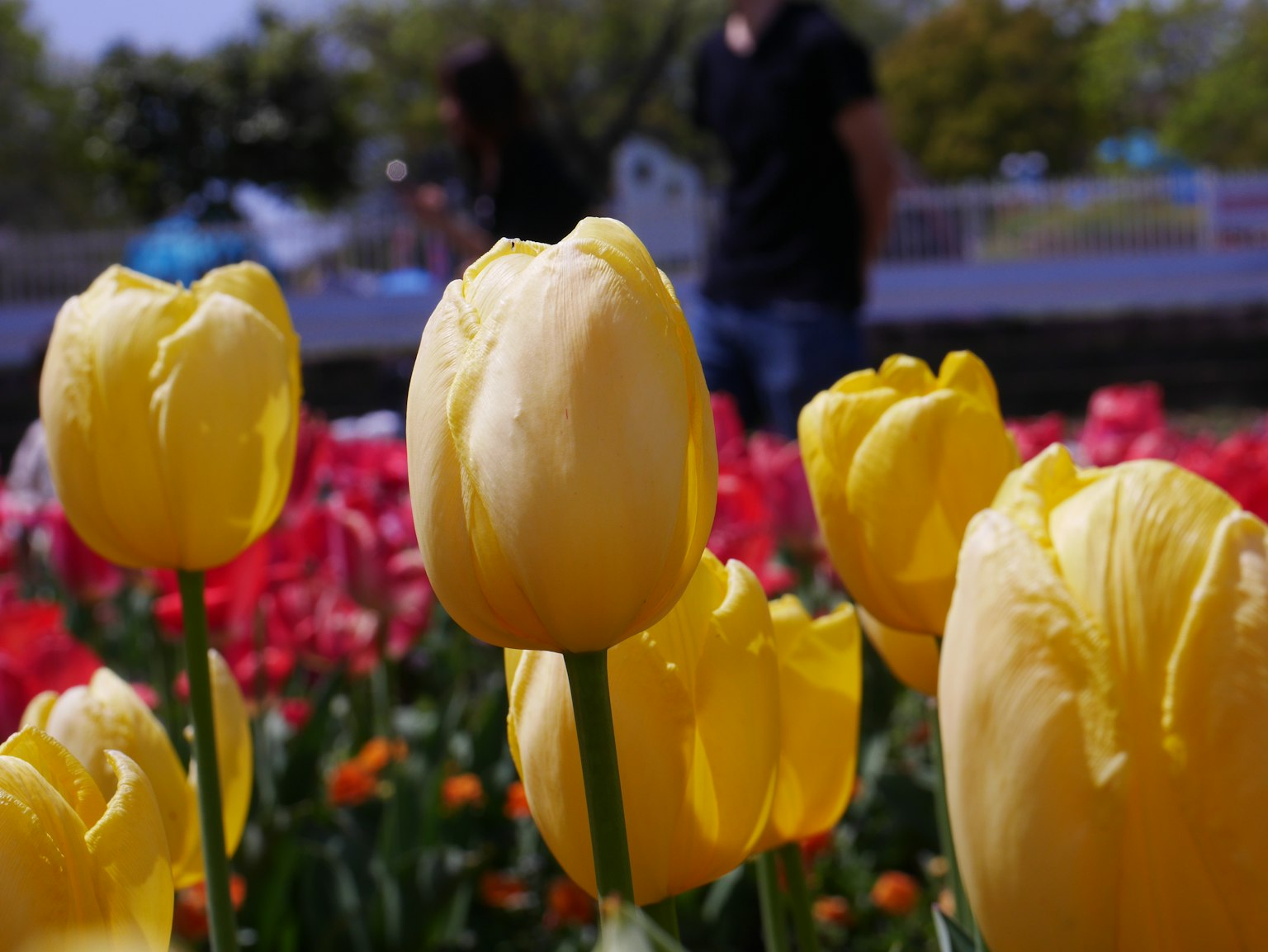 Pemotretan dekat tulip kuning di taman bunga dengan orang-orang di latar belakang