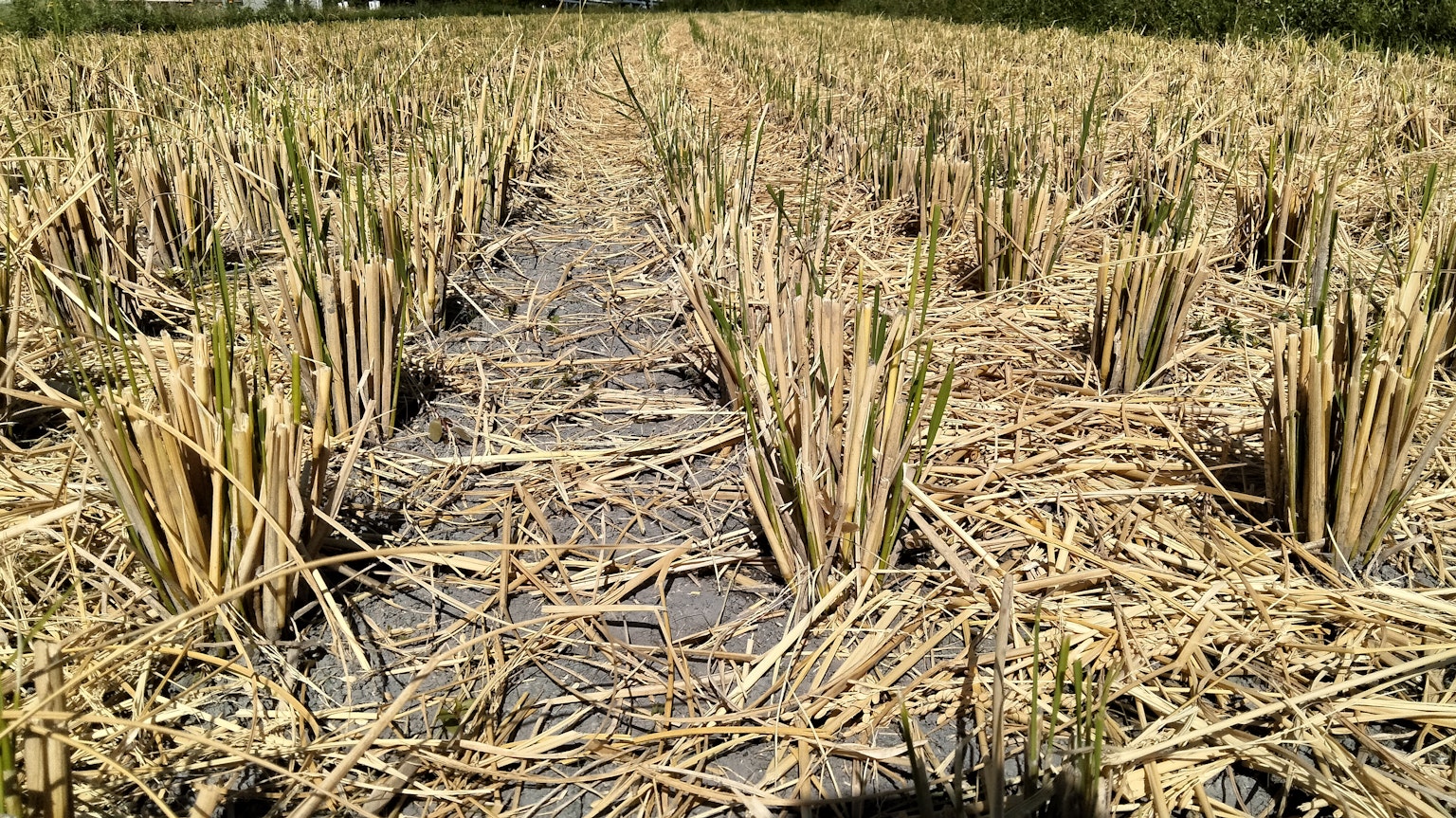 Champ après la récolte du riz avec des chaumes et de la paille sèche