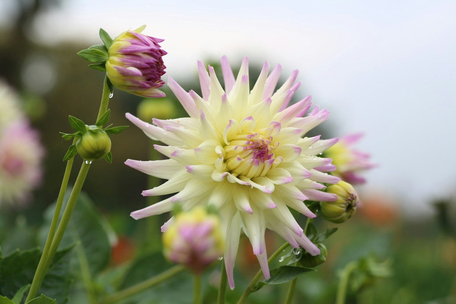 Dahlia flower with white and pink petals surrounded by buds
