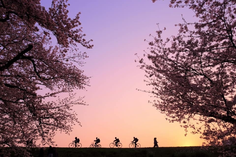 夕焼け空の下で咲く桜並木と自転車