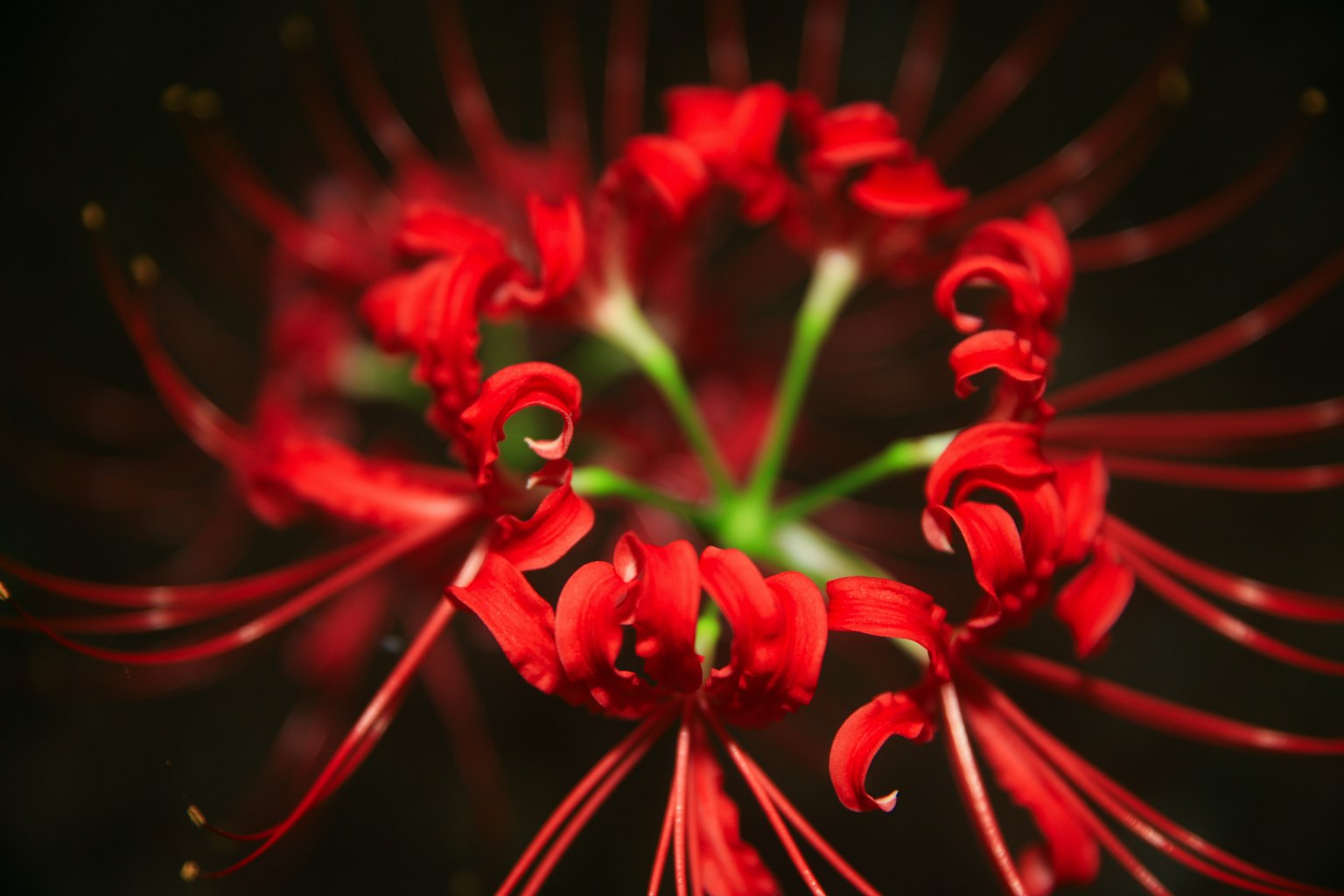 Primo piano di un fiore rosso con petali allungati che si irradiano dal centro