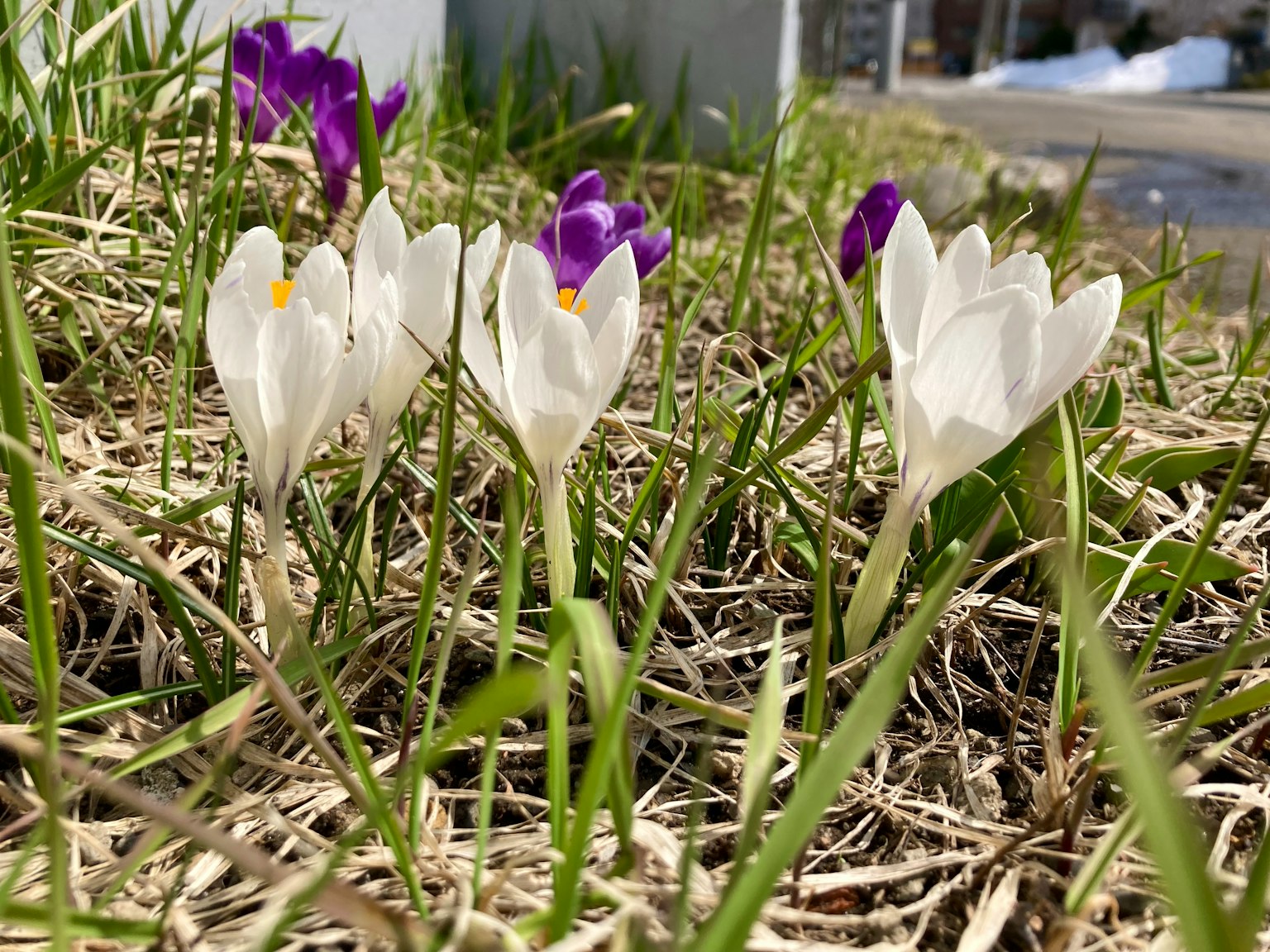草地上盛开的白色和紫色番红花