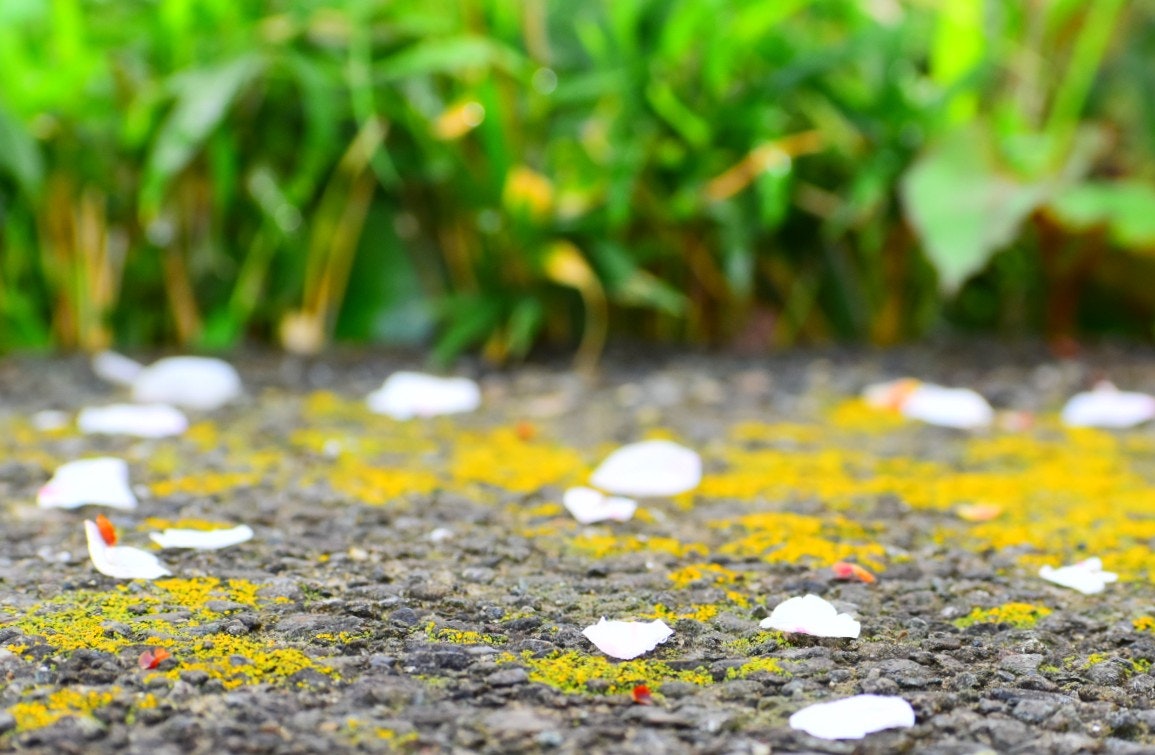 石畳の上に散った桜の花びらと春の草むら