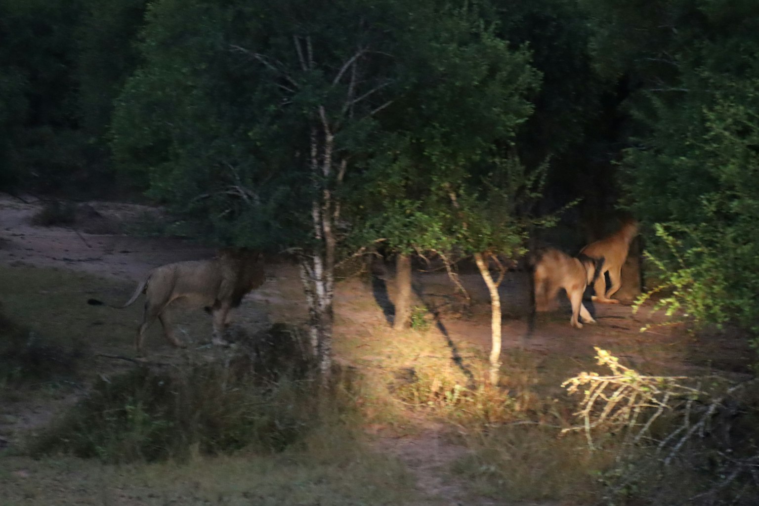 Leones caminando entre los árboles en una oscura sabana por la noche