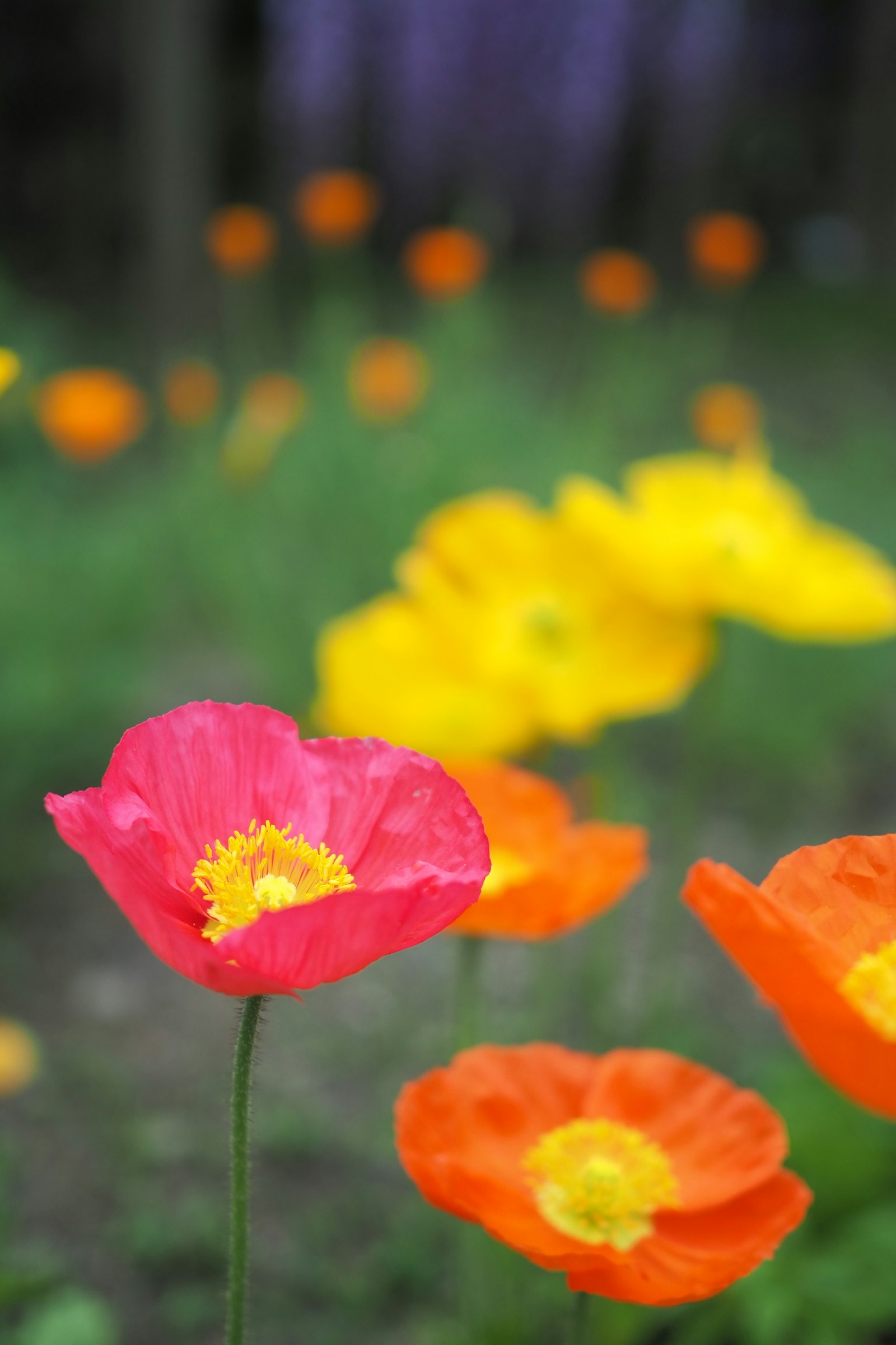 Colorful poppy flowers blooming in a garden