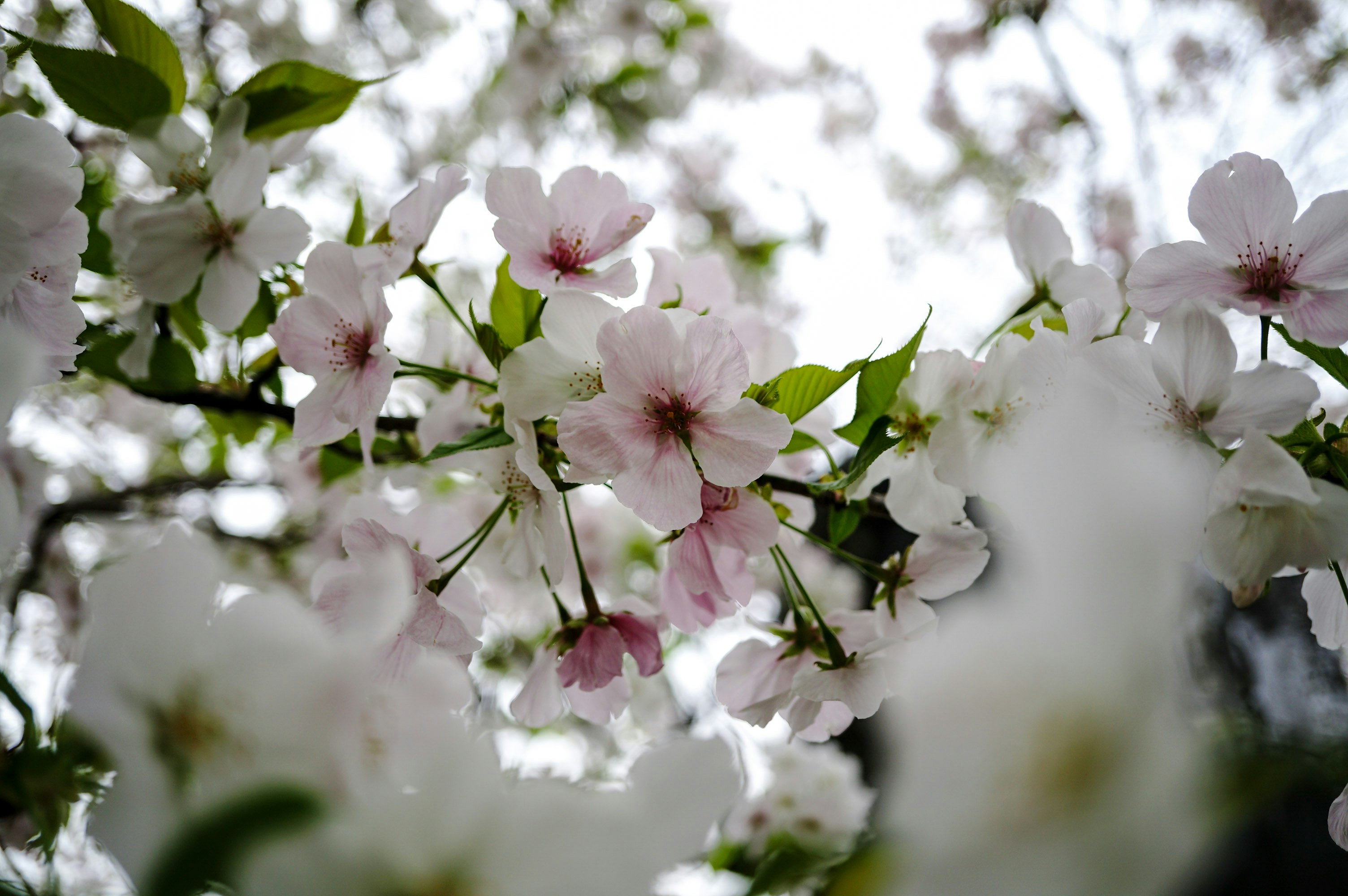 桜の花が咲く枝先のクローズアップ
