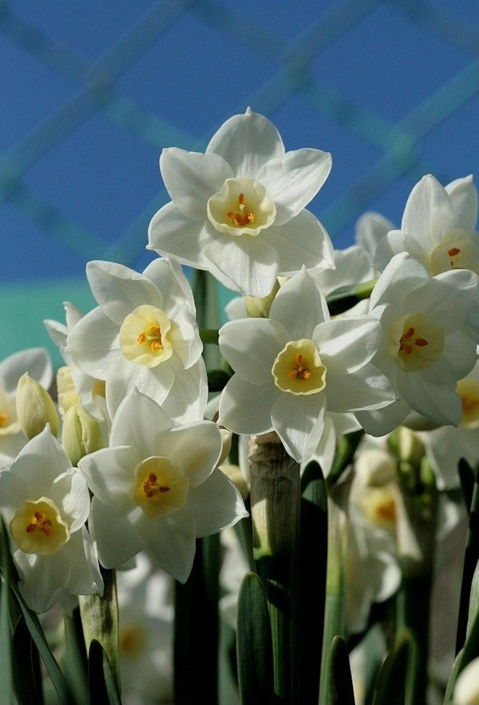 Fiori di narciso bianchi che fioriscono su uno sfondo blu