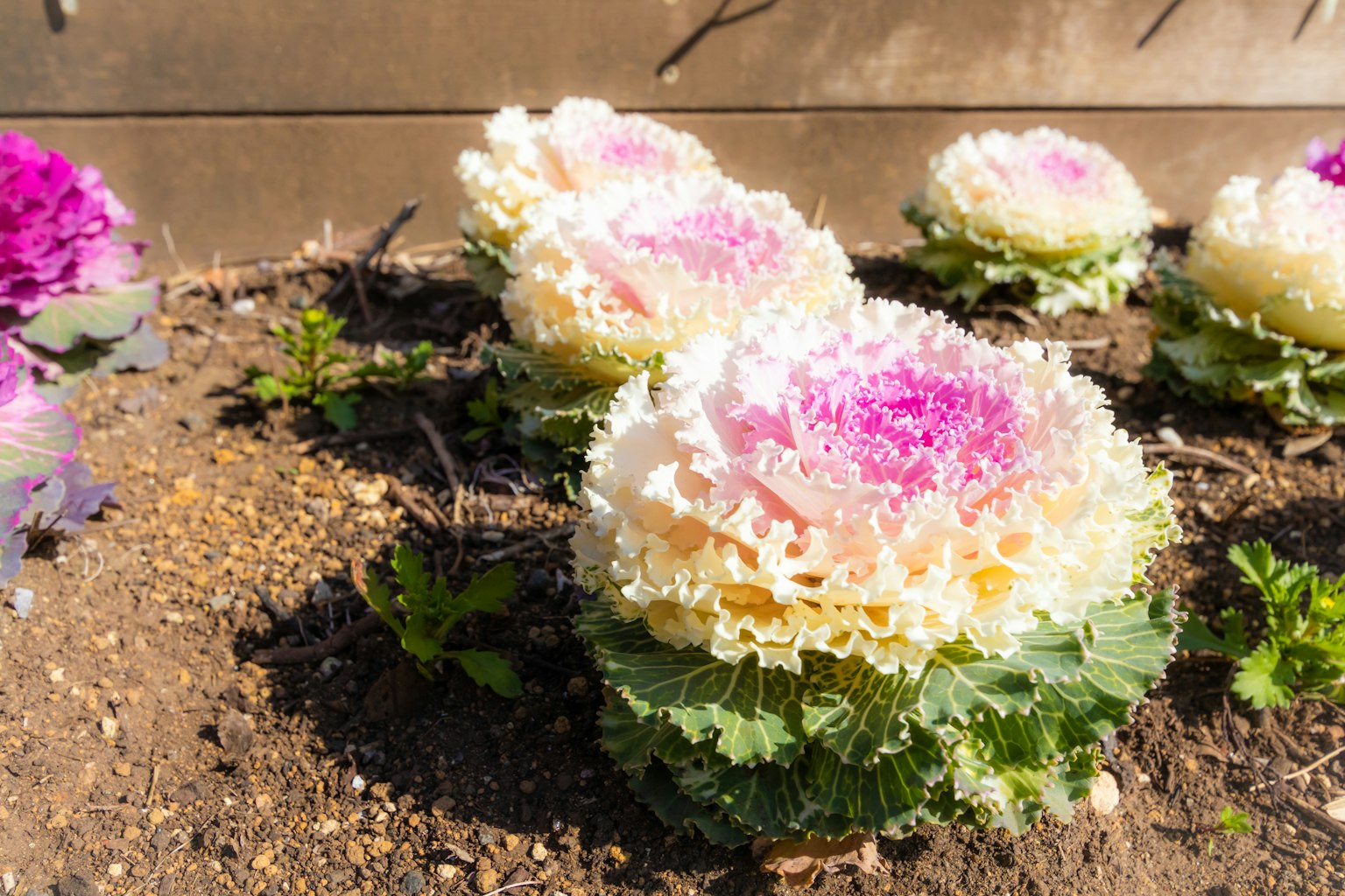 Bunte Zierkohlpflanzen in einem Garten angeordnet
