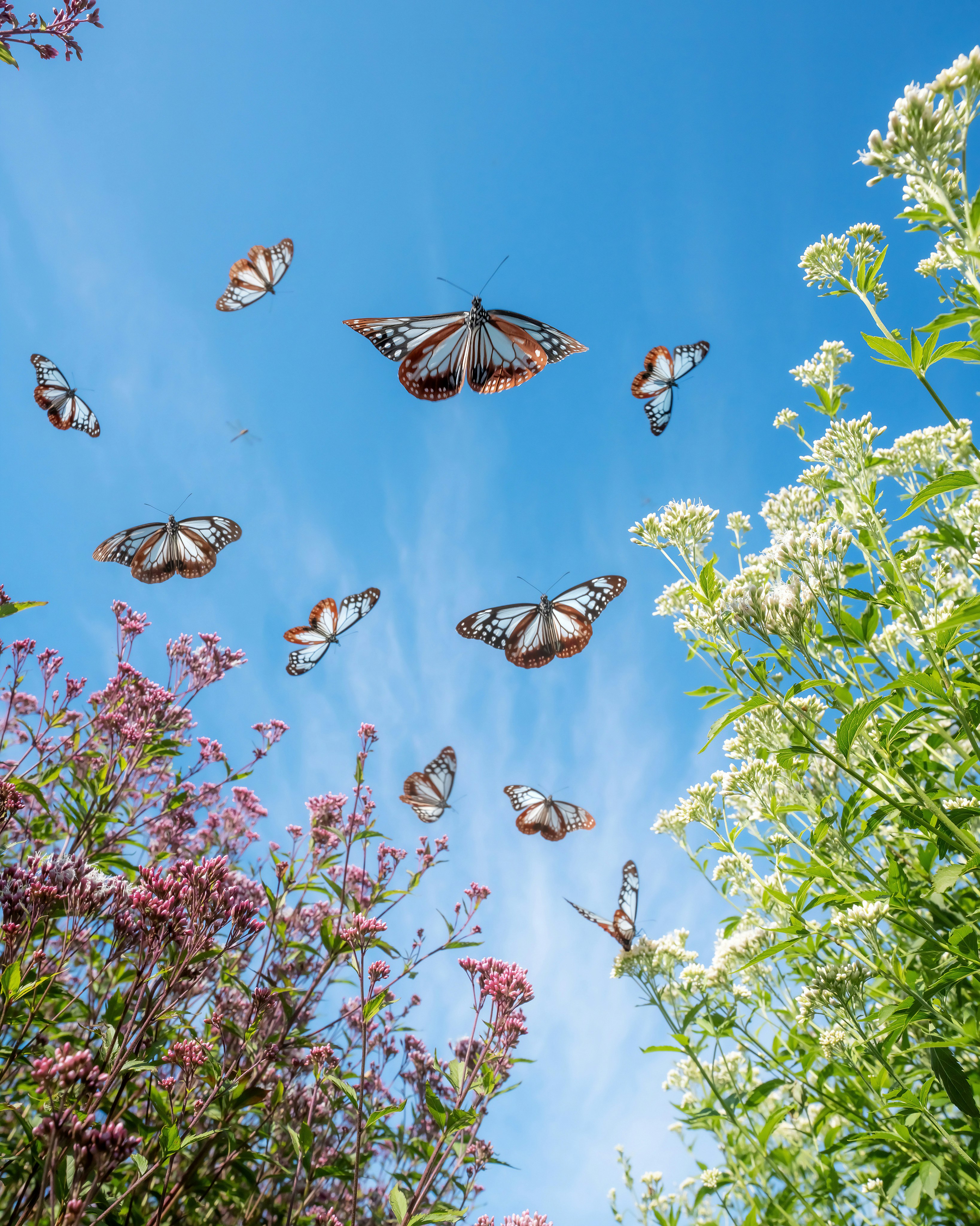 青空の下で花に集まる蝶の群れ