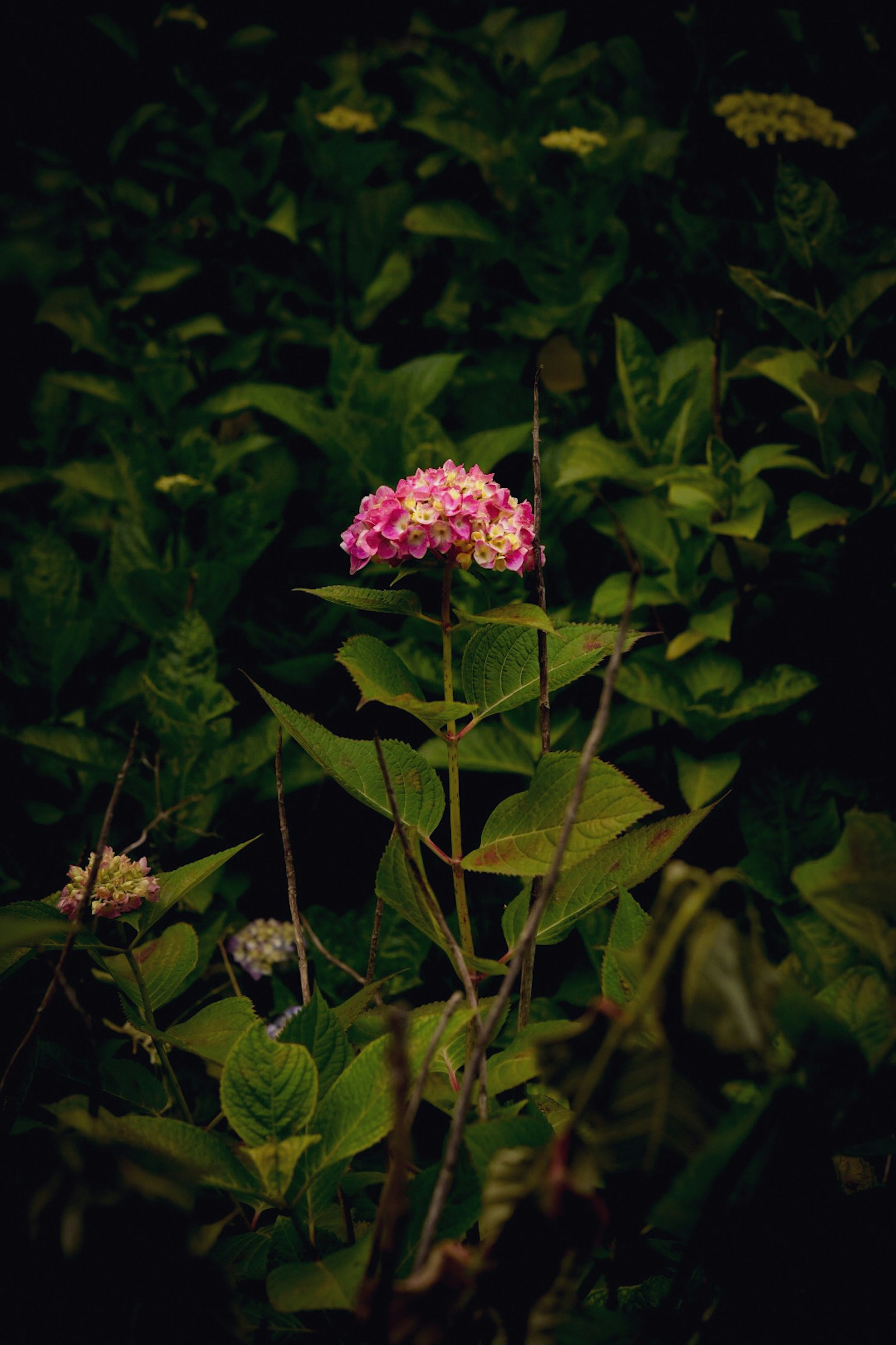 Close-up of a pink flower blooming among green leaves