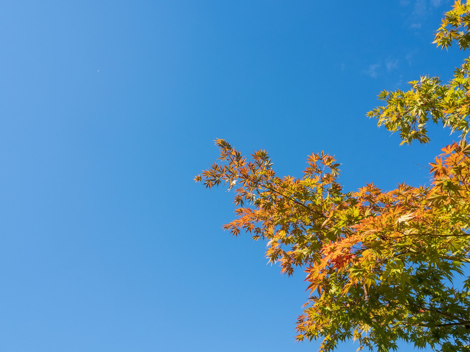 Blue sky with autumn-colored tree leaves