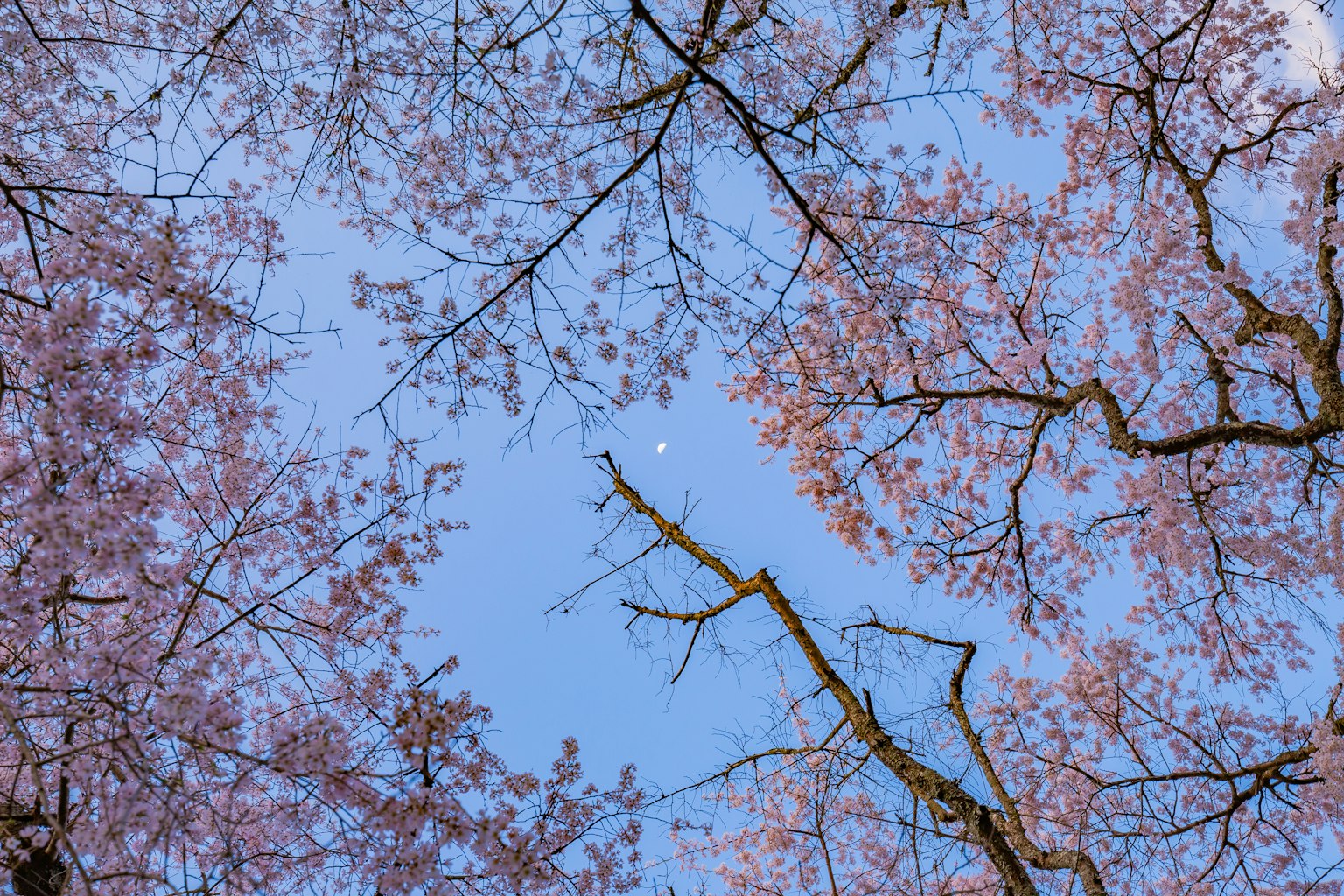 蓝天背景下樱花和树枝的美丽景色