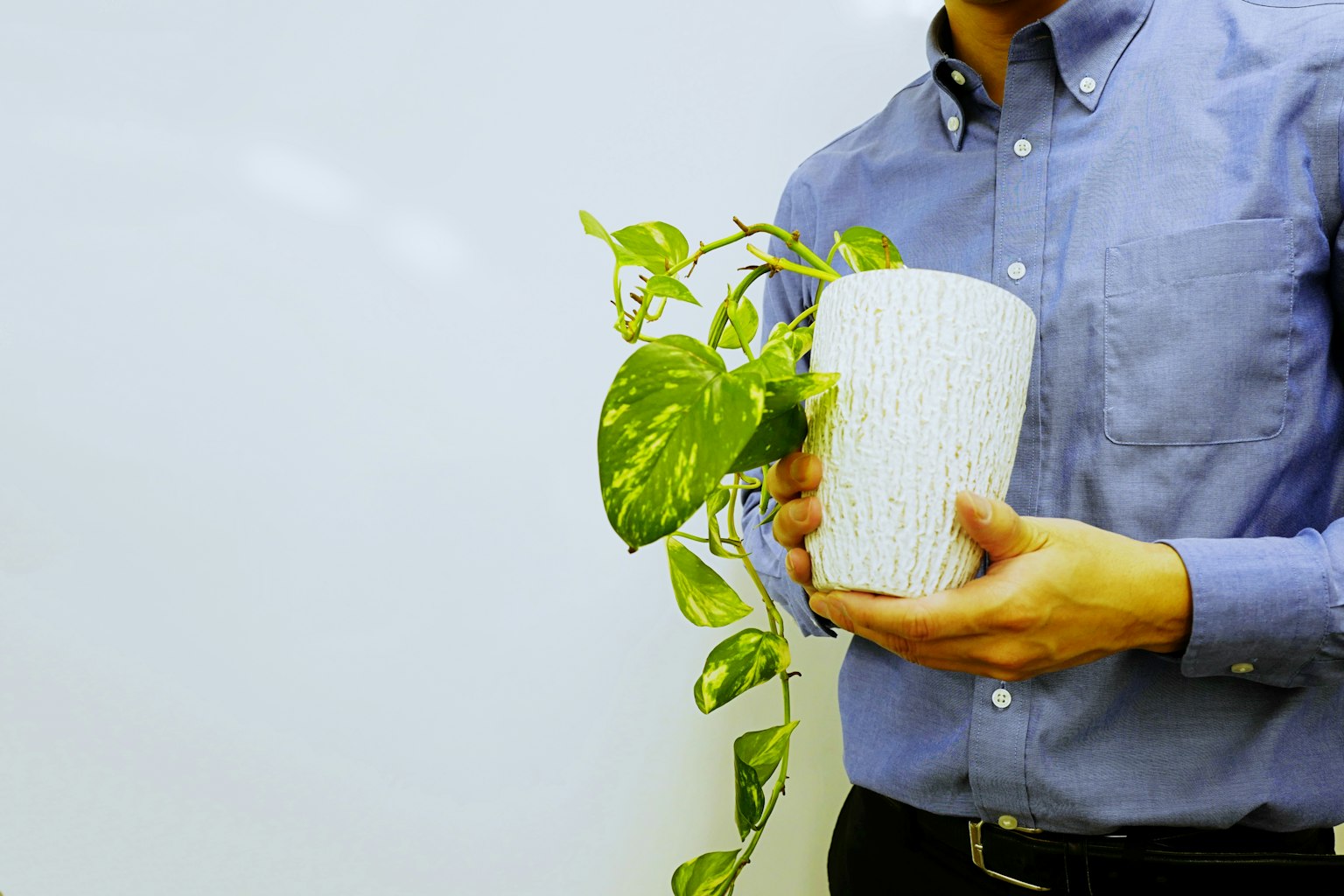 Homme tenant une plante en pot devant un fond blanc