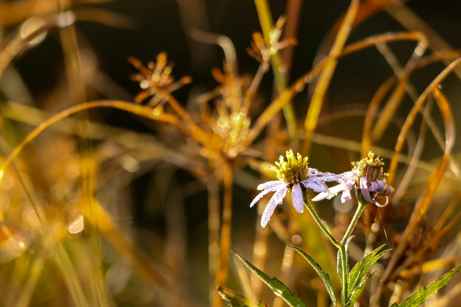 Pequeña flor delicada con hierba dorada de fondo